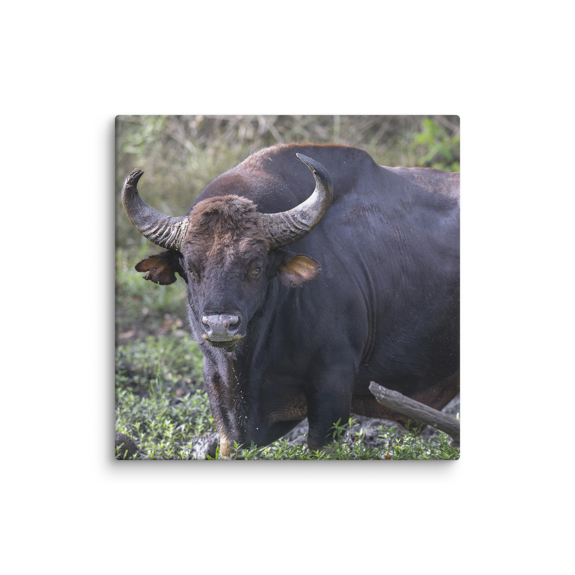 Gaur! Canvas - Image 19