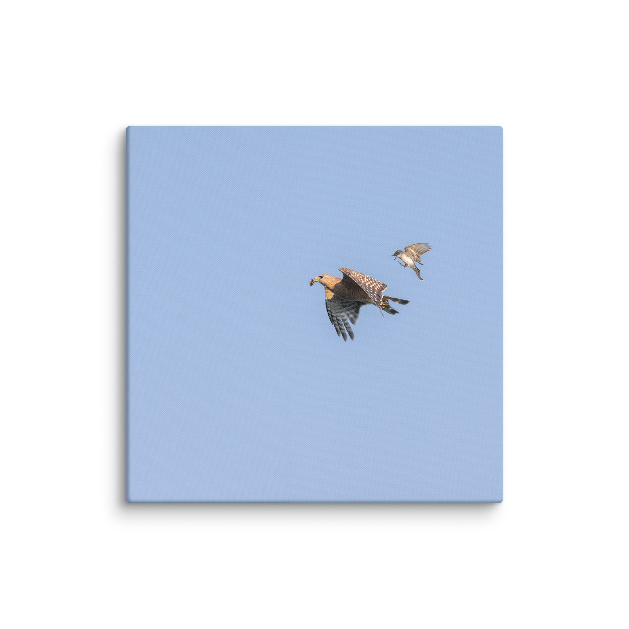 Eastern kingbird after Red-shouldered hawk! Canvas - Image 19