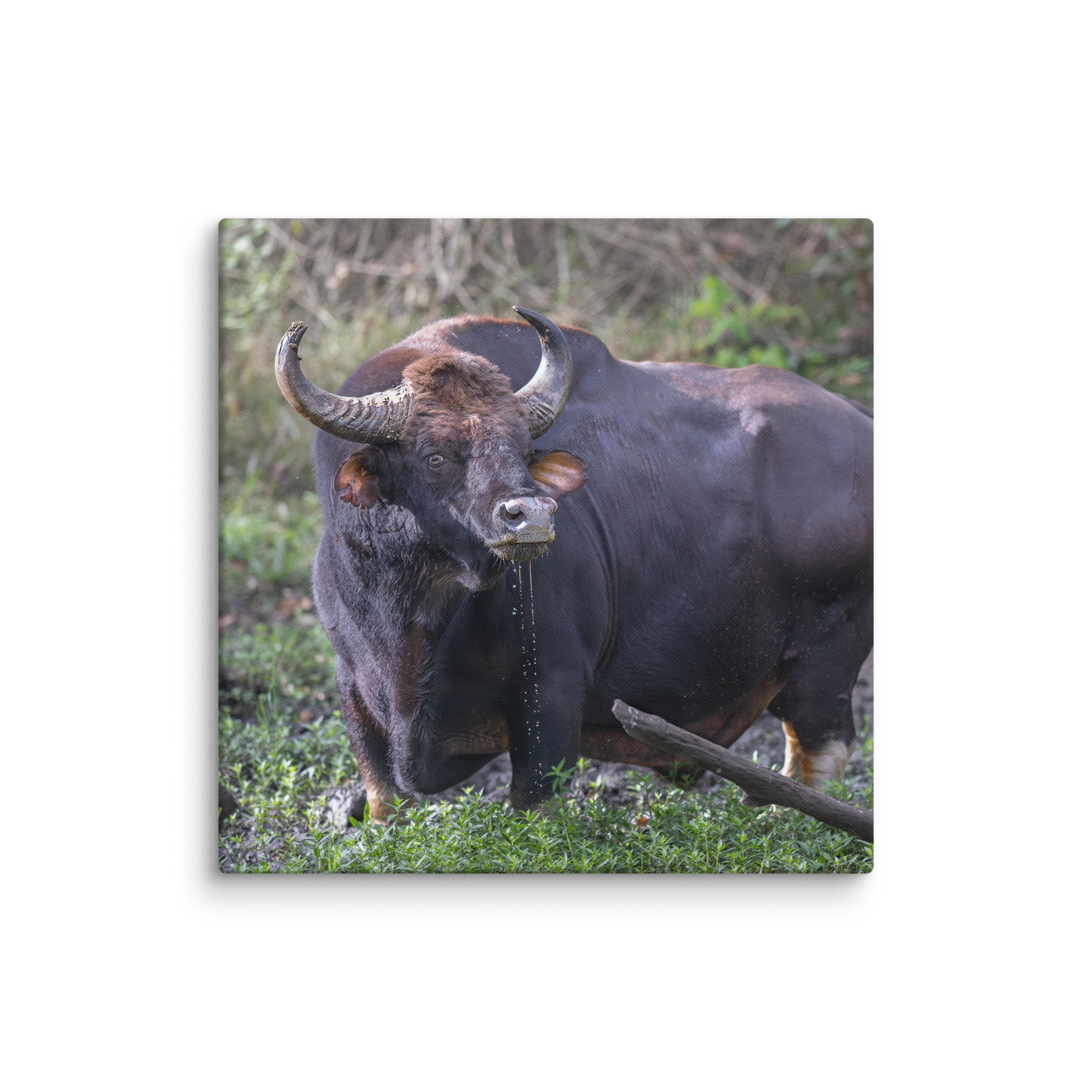 Indian Bison! Canvas - Image 20