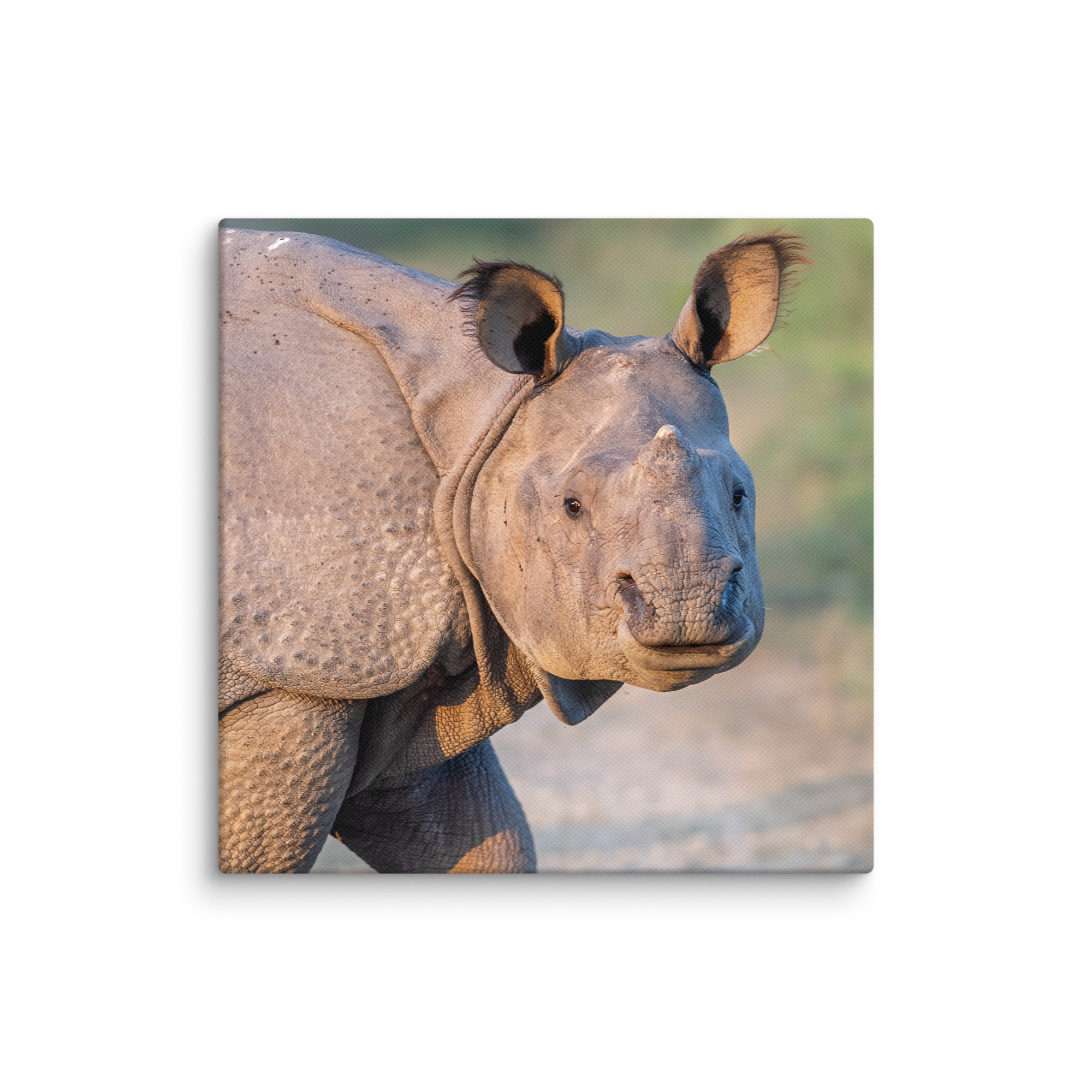 Indian rhinoceros! Canvas - Image 20