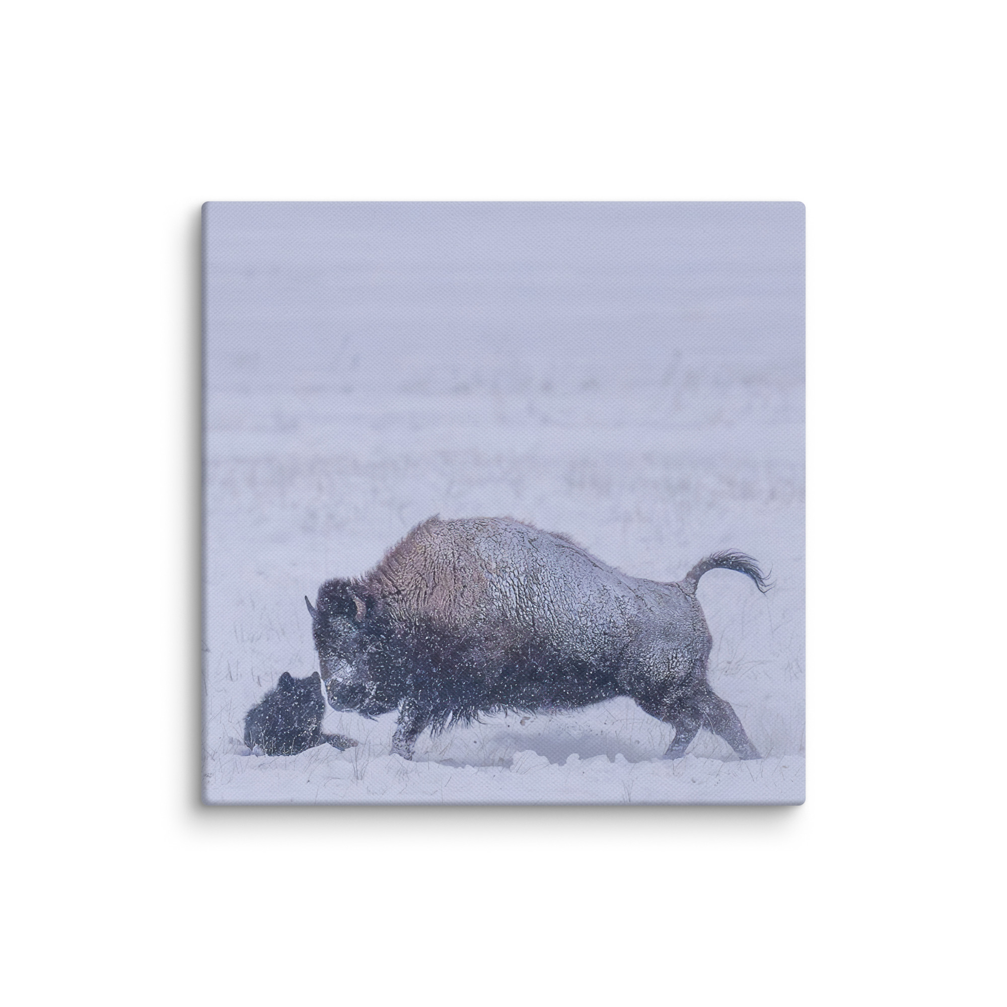 Bison & Wolf! Canvas - Image 9