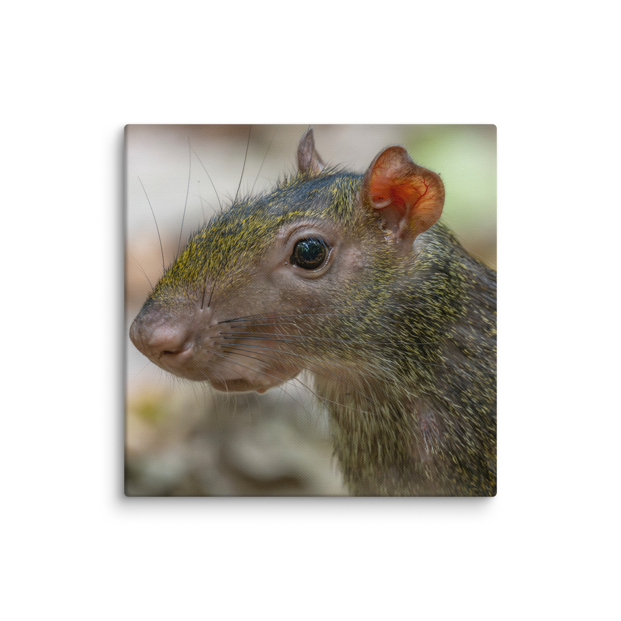 Agouti! Canvas - Image 20