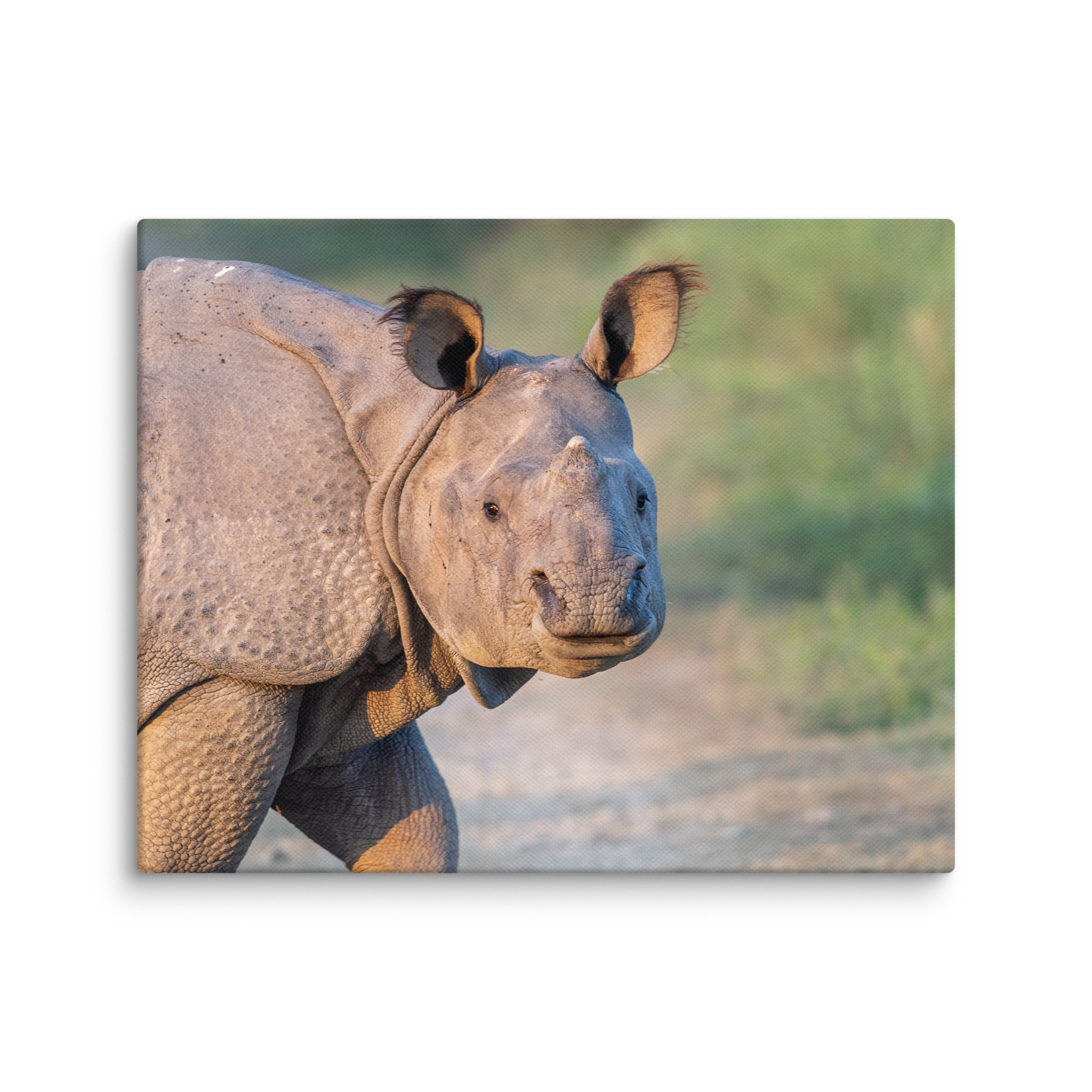 Indian rhinoceros! Canvas - Image 21