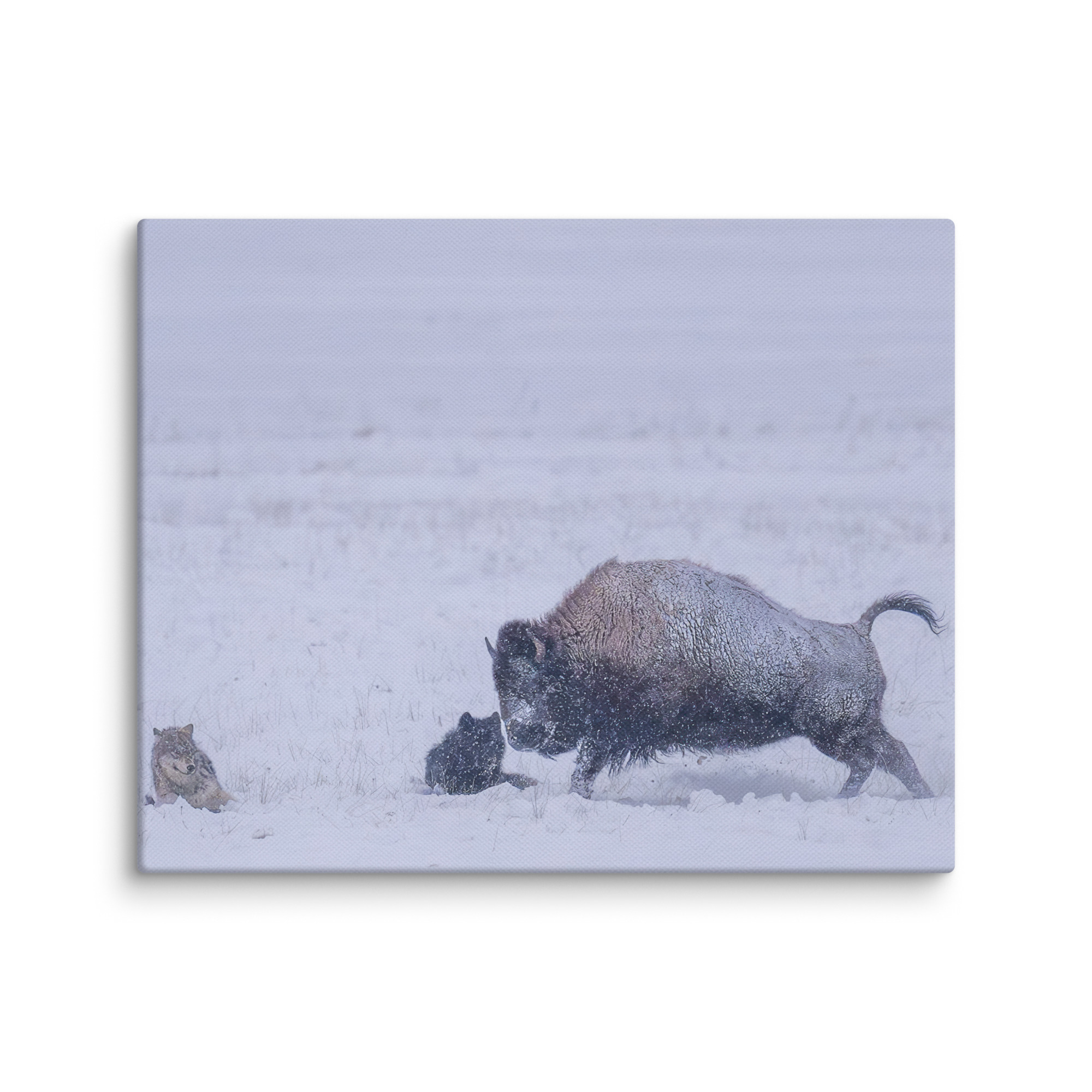 Bison & Wolf! Canvas - Image 10
