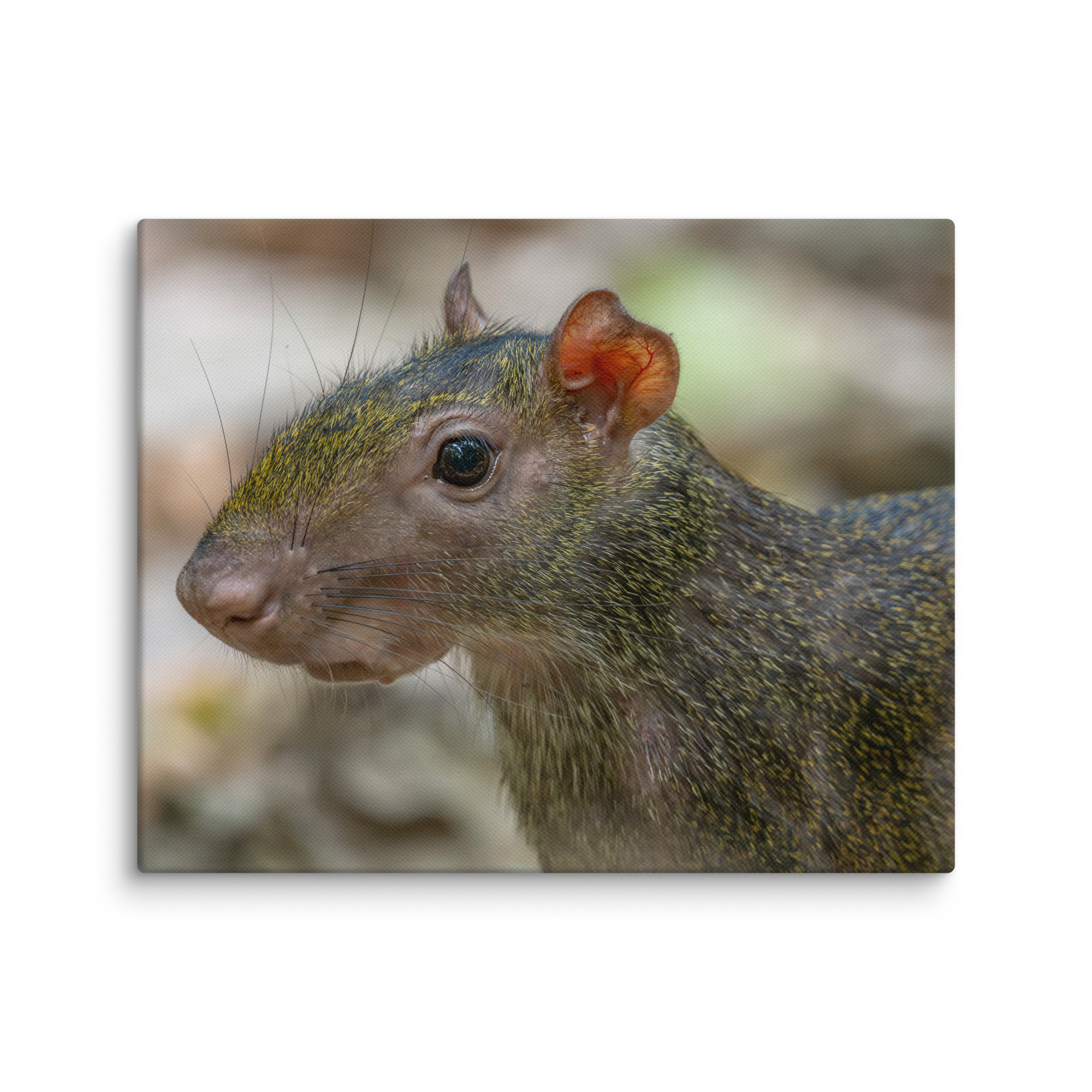 Agouti! Canvas - Image 21