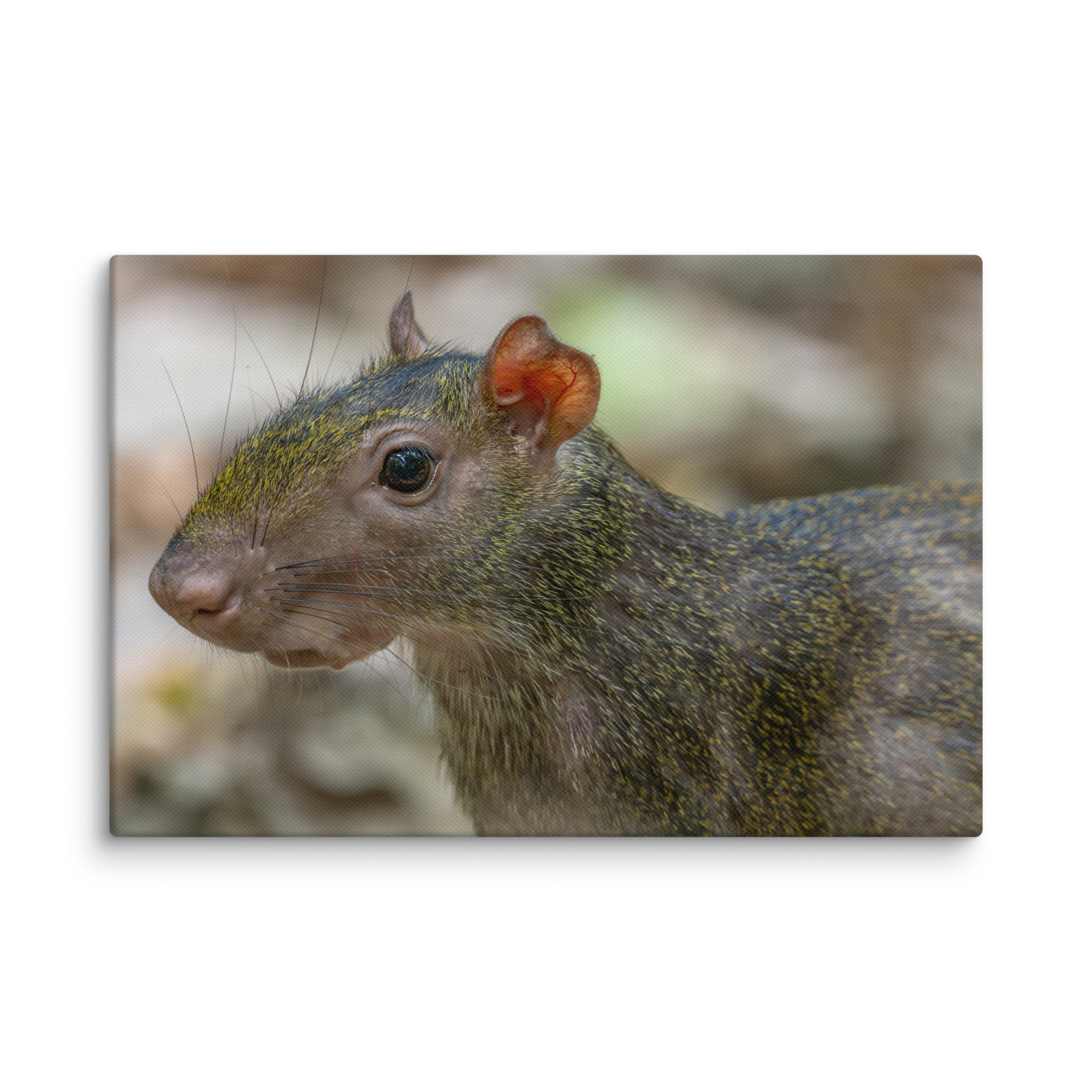 Agouti! Canvas - Image 22