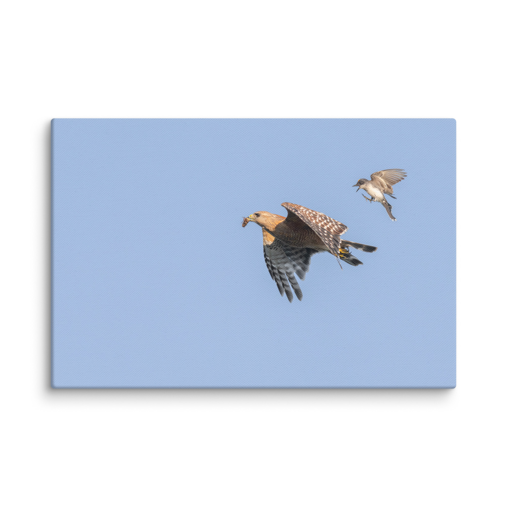 Eastern kingbird after Red-shouldered hawk! Canvas - Image 22
