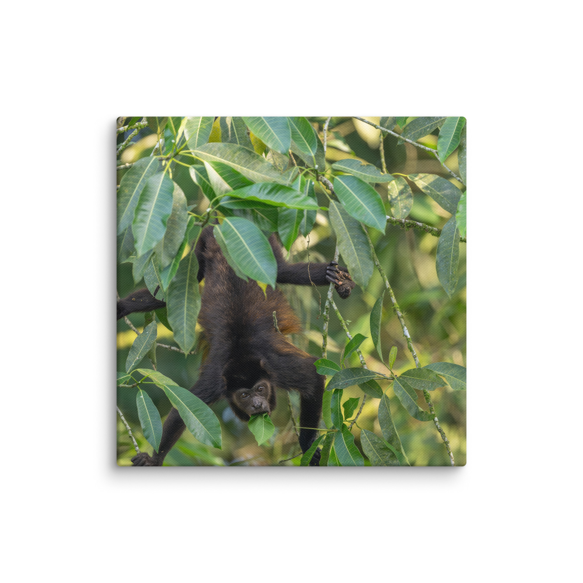 Howler monkey! Canvas - Image 21