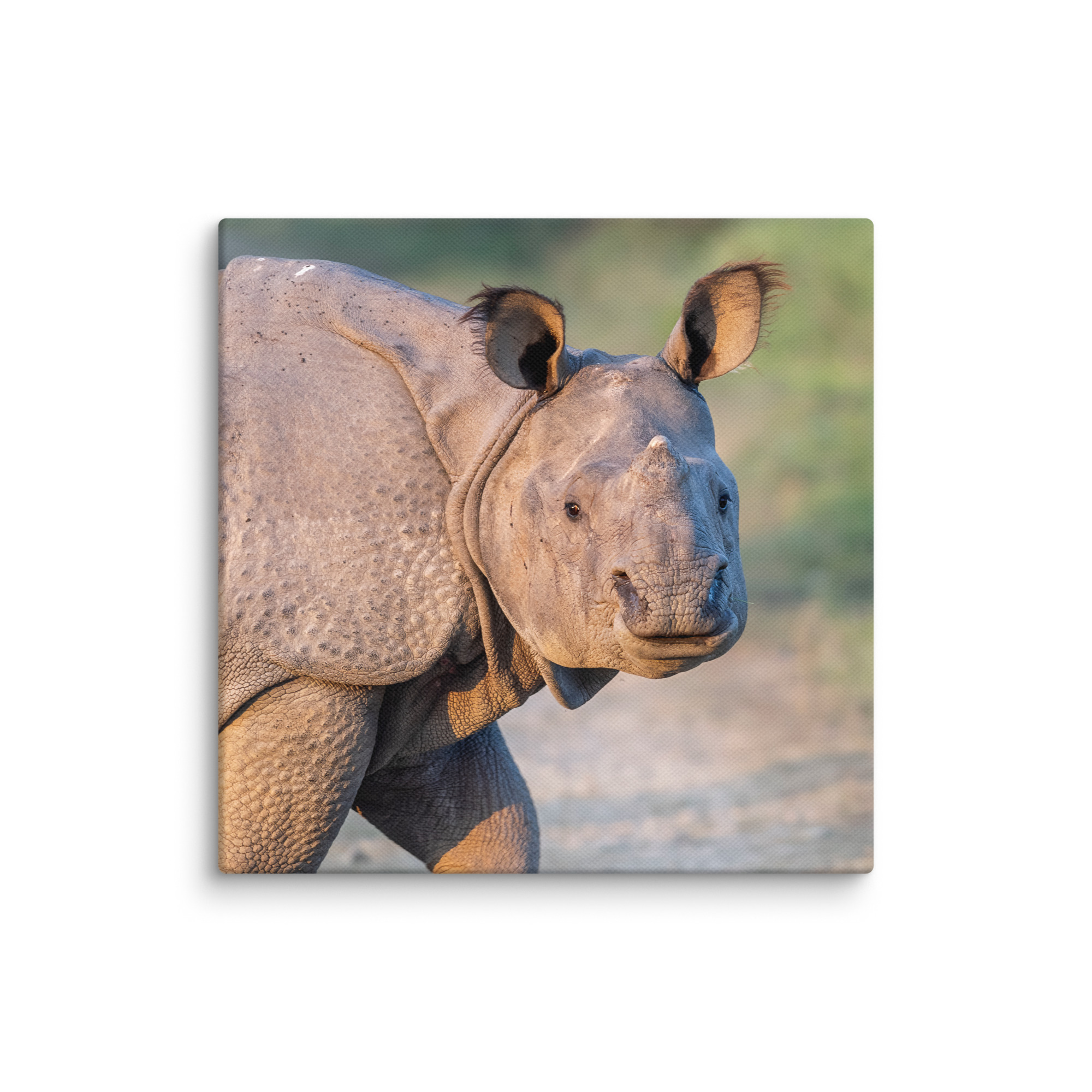 Indian rhinoceros! Canvas - Image 23