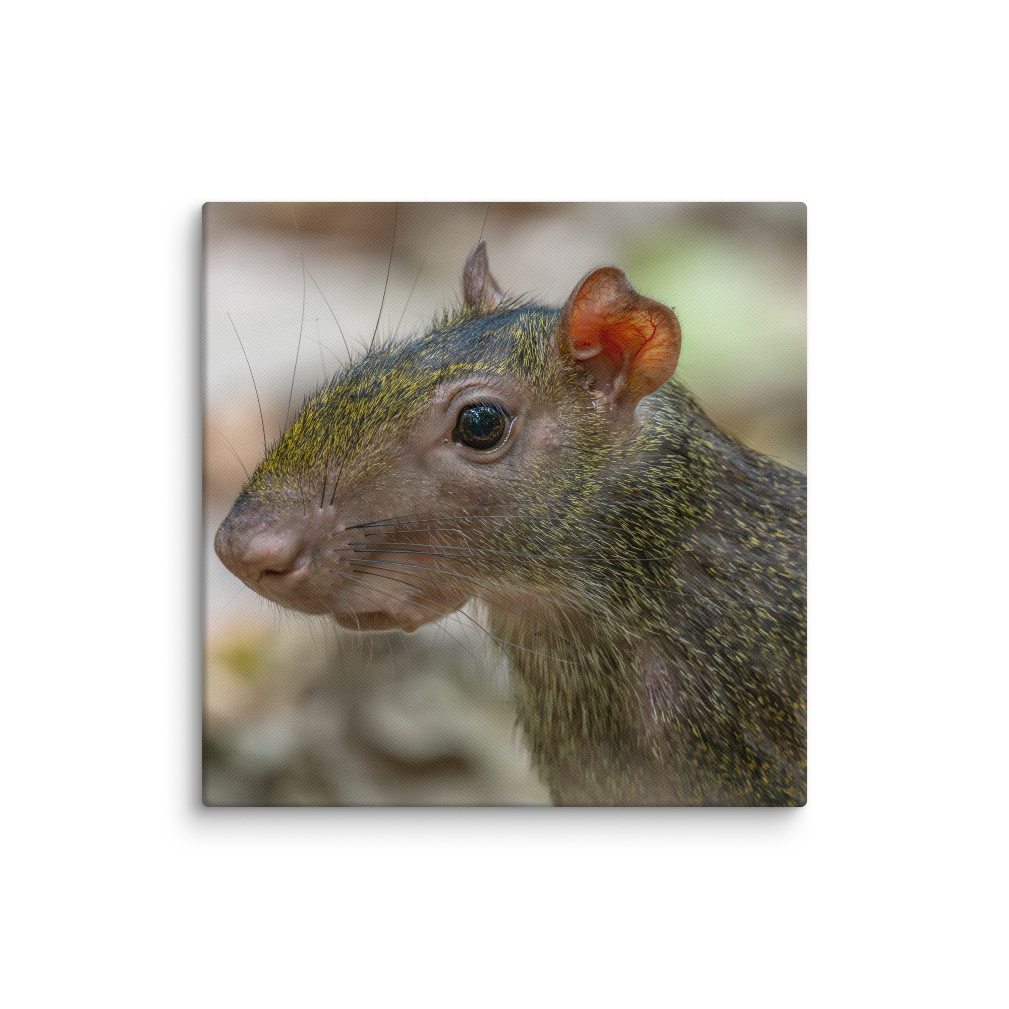 Agouti! Canvas - Image 23