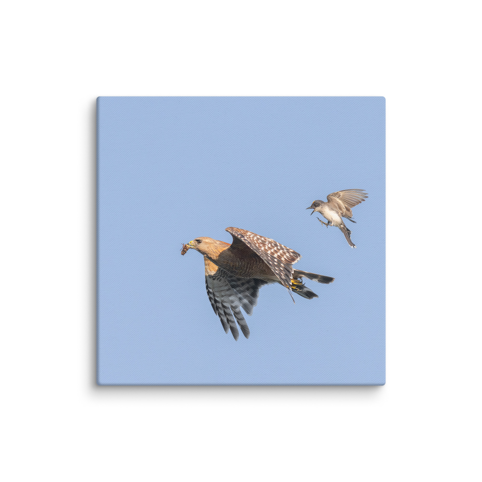 Eastern kingbird after Red-shouldered hawk! Canvas - Image 23