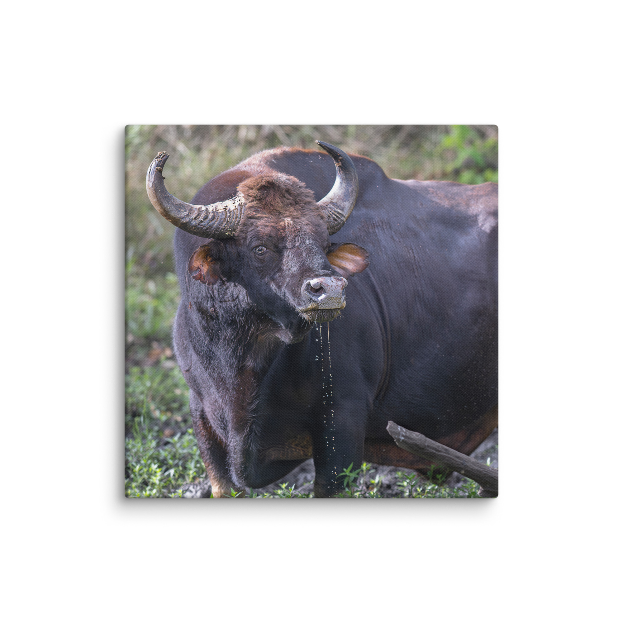 Indian Bison! Canvas - Image 23