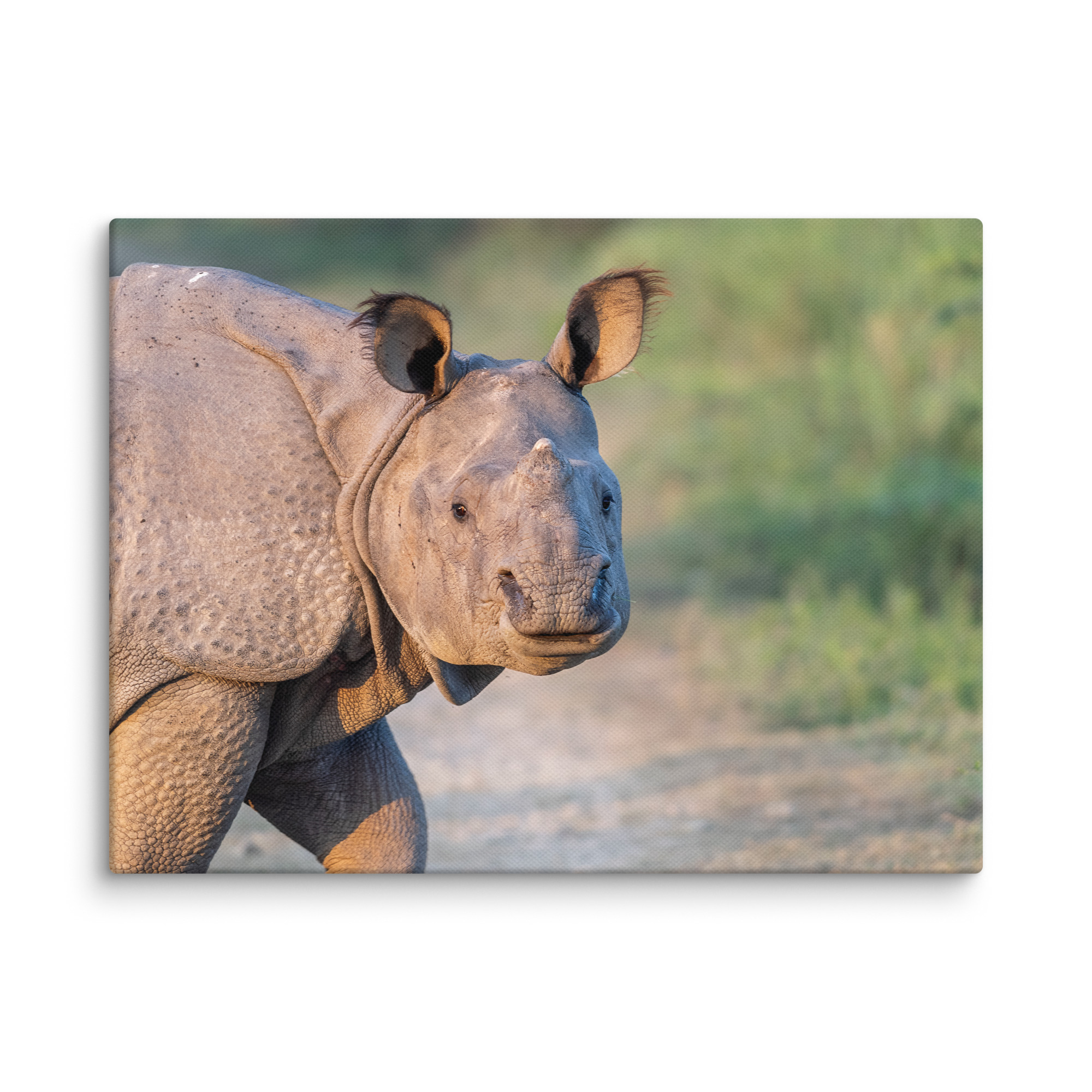 Indian rhinoceros! Canvas - Image 24