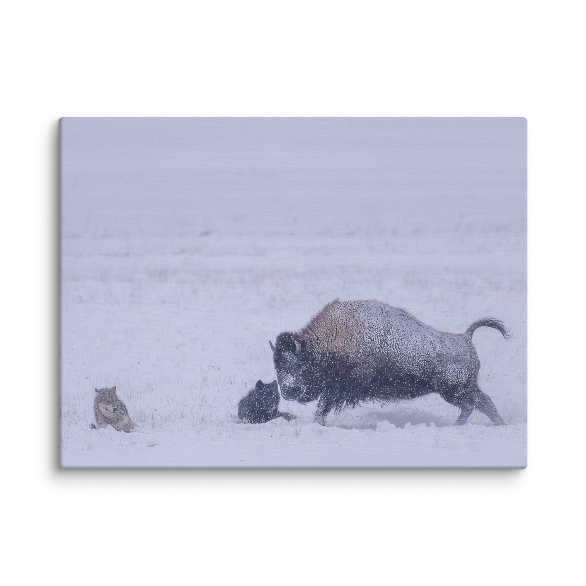 Bison & Wolf! Canvas - Image 13