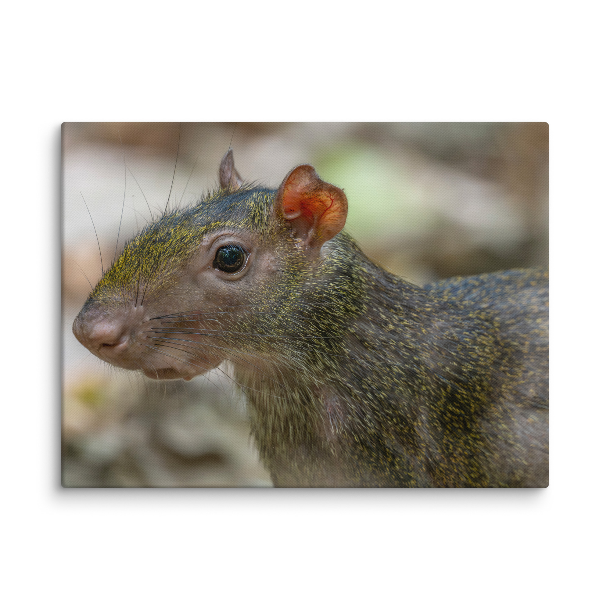 Agouti! Canvas - Image 24