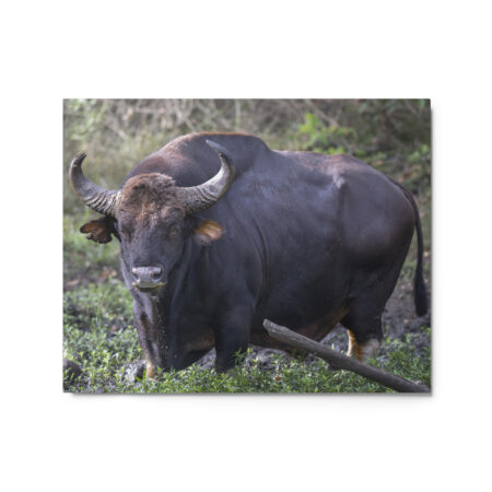 Gaur! Metal prints