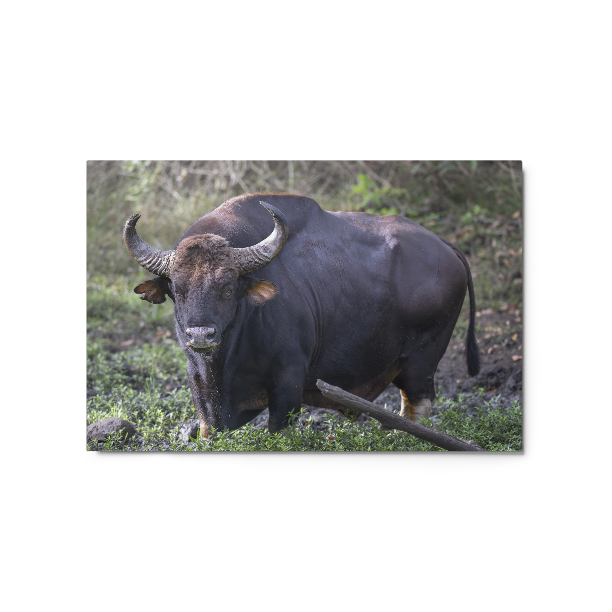 Gaur! Metal prints - Image 2