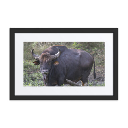 Gaur! Framed poster