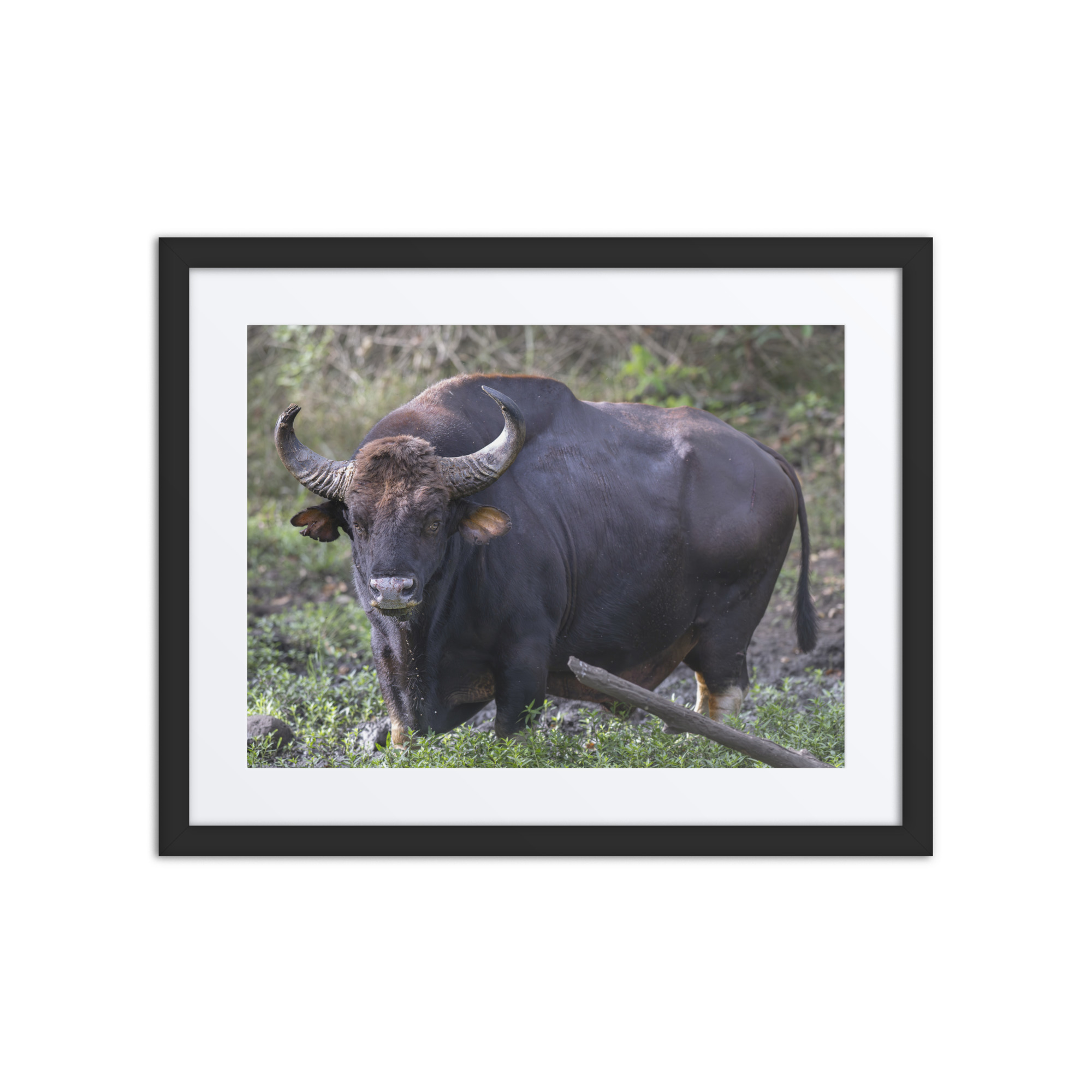 Gaur! Framed poster - Image 2