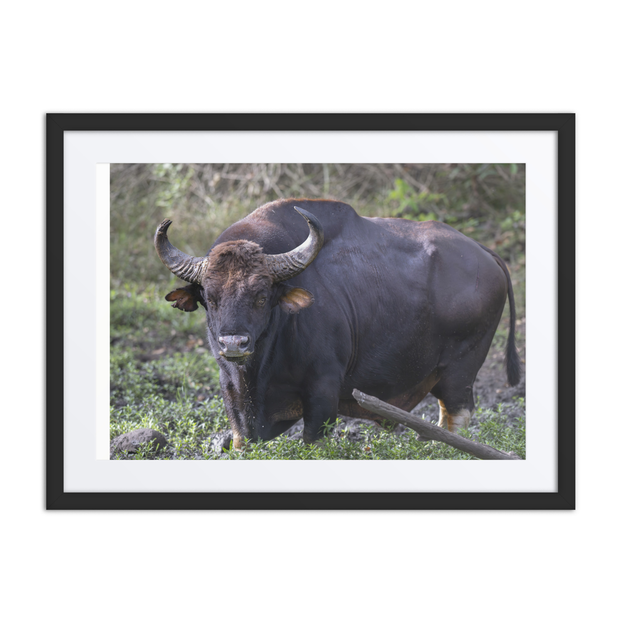 Gaur! Framed poster - Image 3