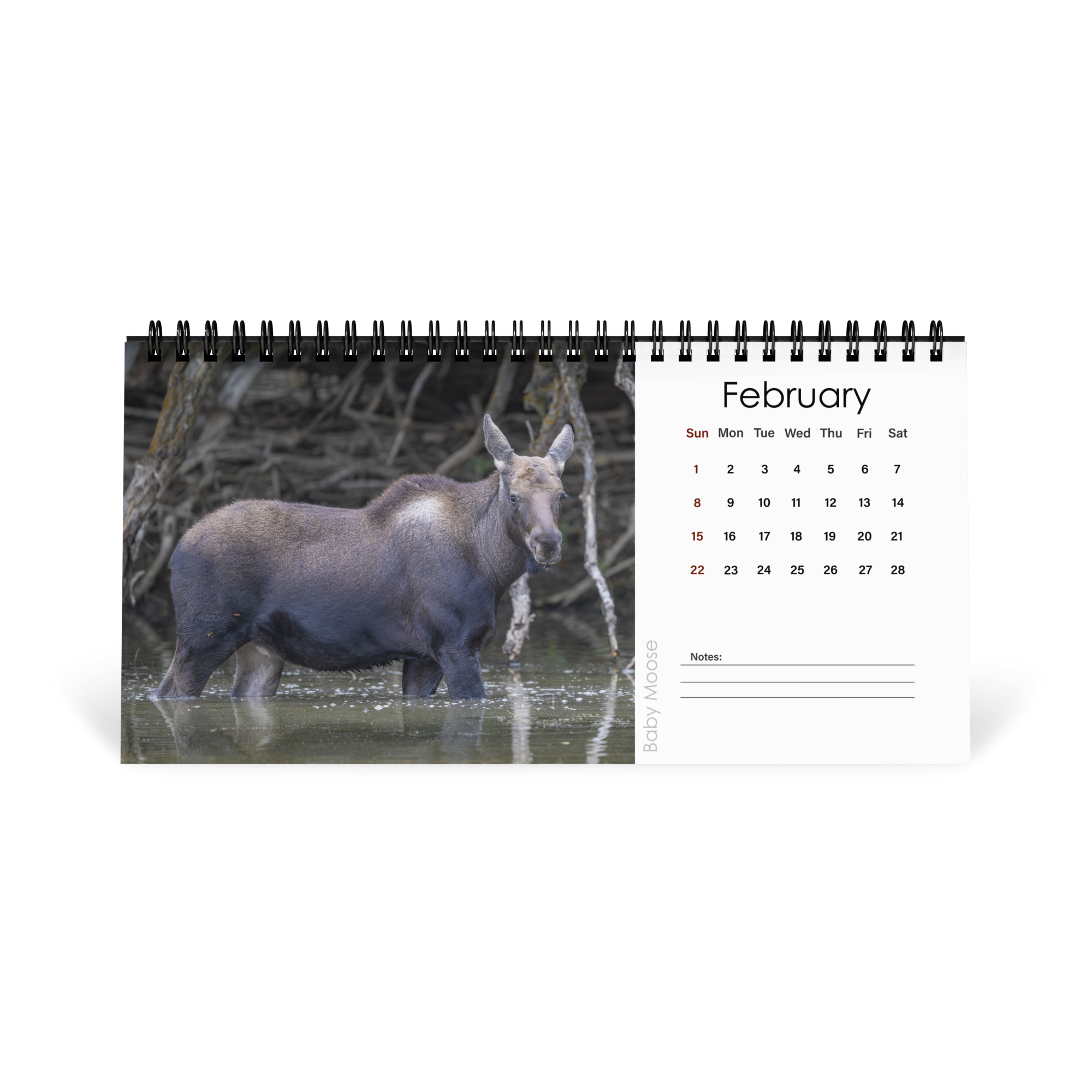 2026 Desk Calendar with high resolution images of Birds and Mammals in their natural habitat - Image 3
