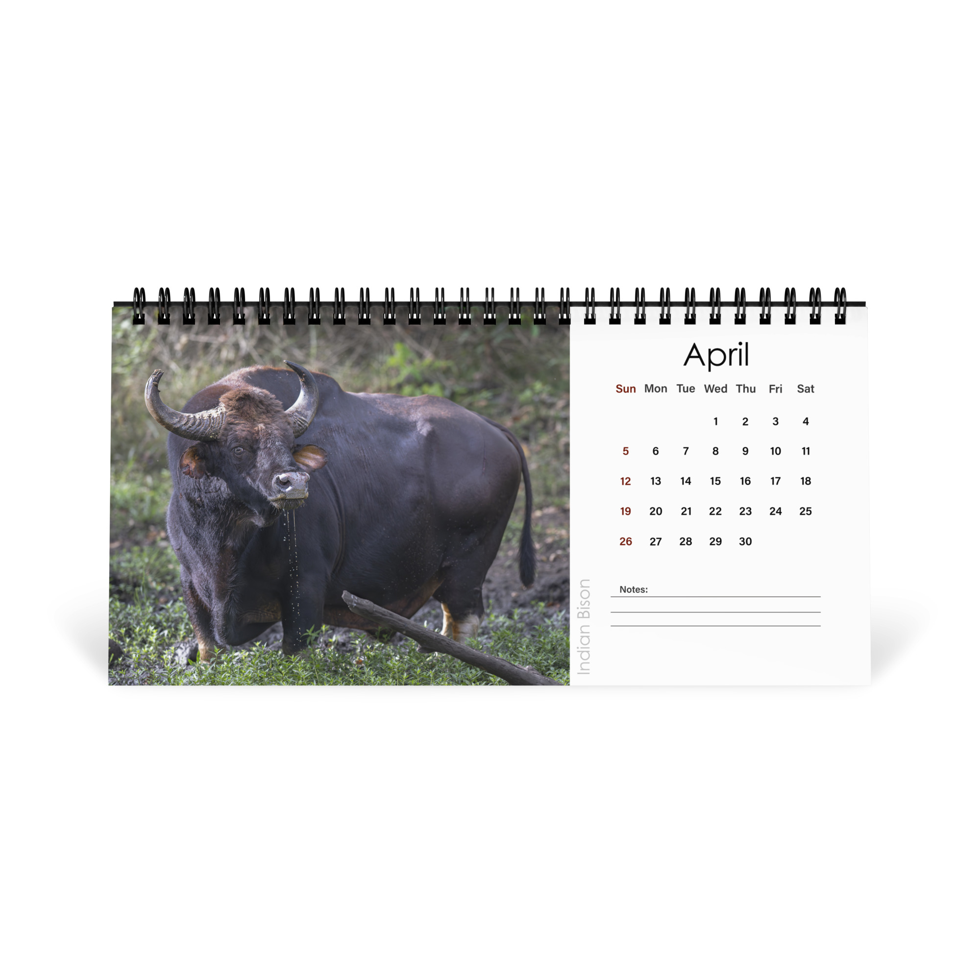 2026 Desk Calendar with high resolution images of Birds and Mammals in their natural habitat - Image 5