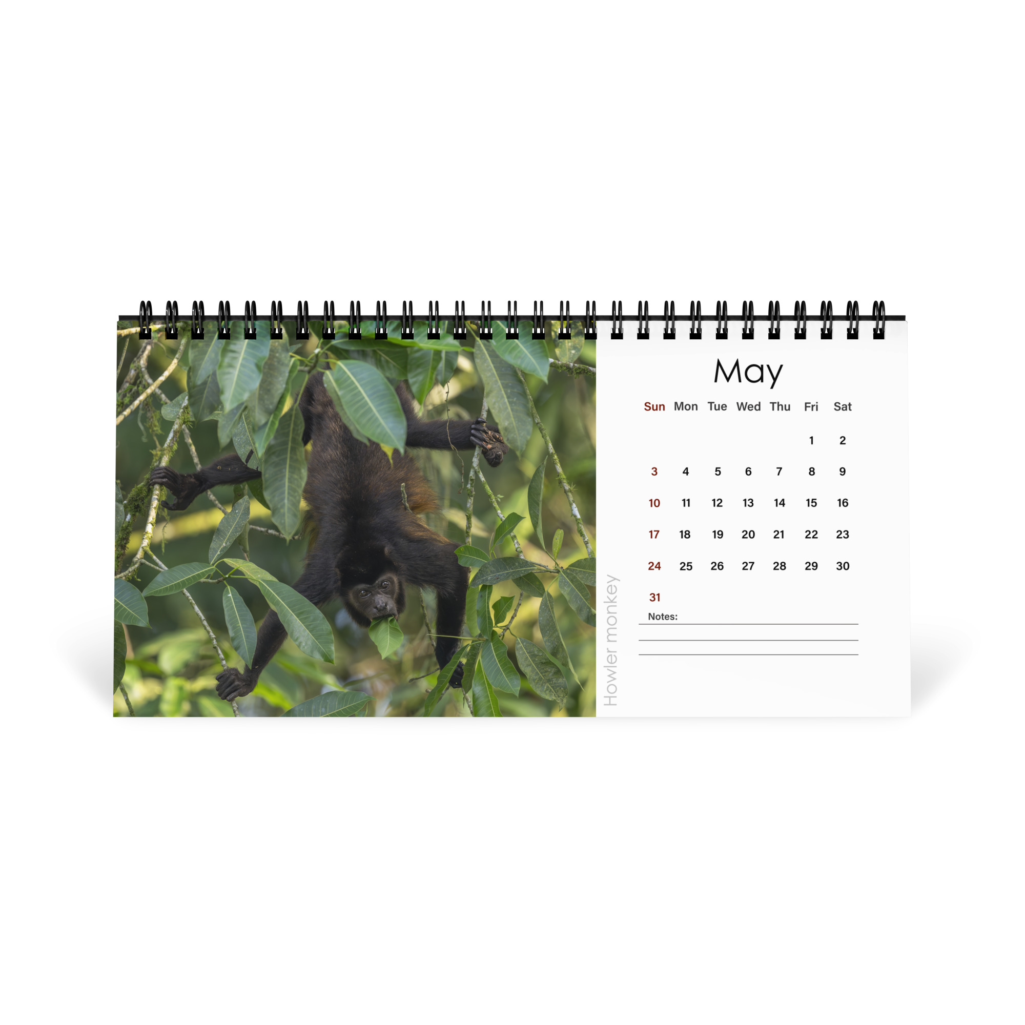 2026 Desk Calendar with high resolution images of Birds and Mammals in their natural habitat - Image 6