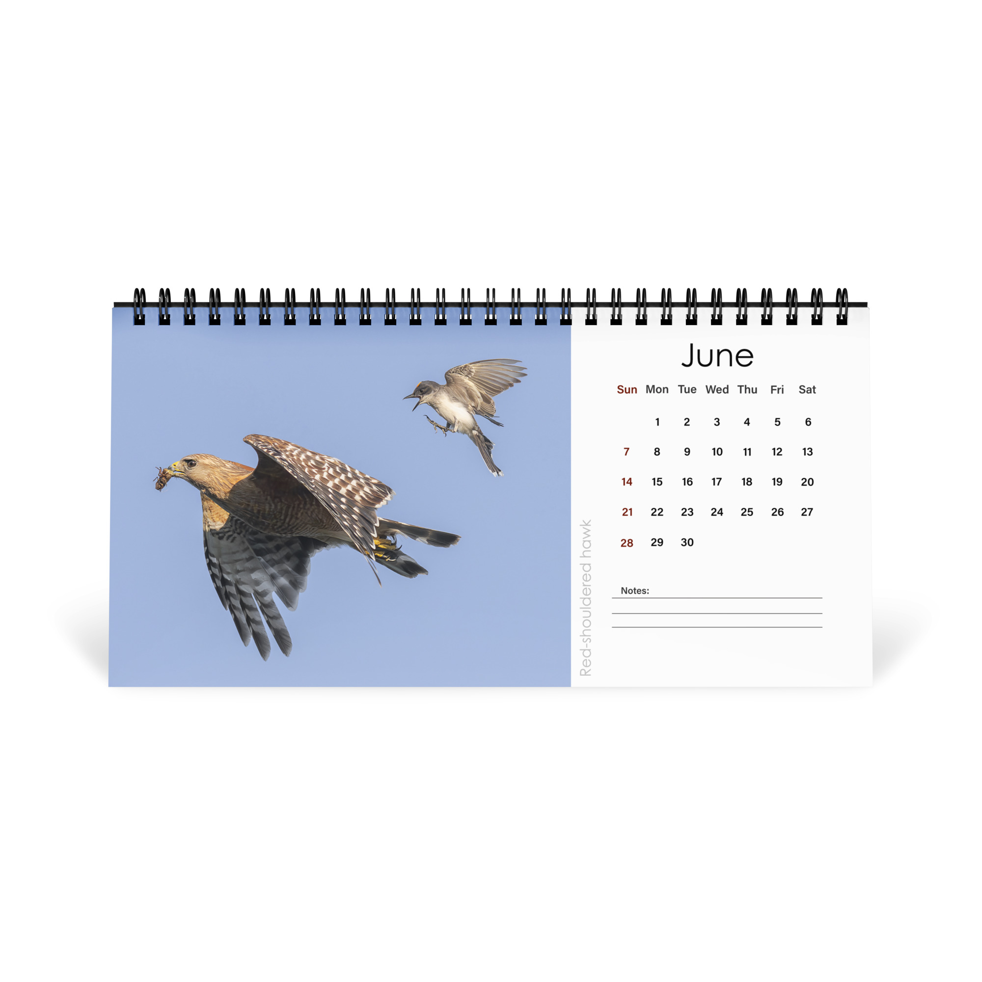 2026 Desk Calendar with high resolution images of Birds and Mammals in their natural habitat - Image 7