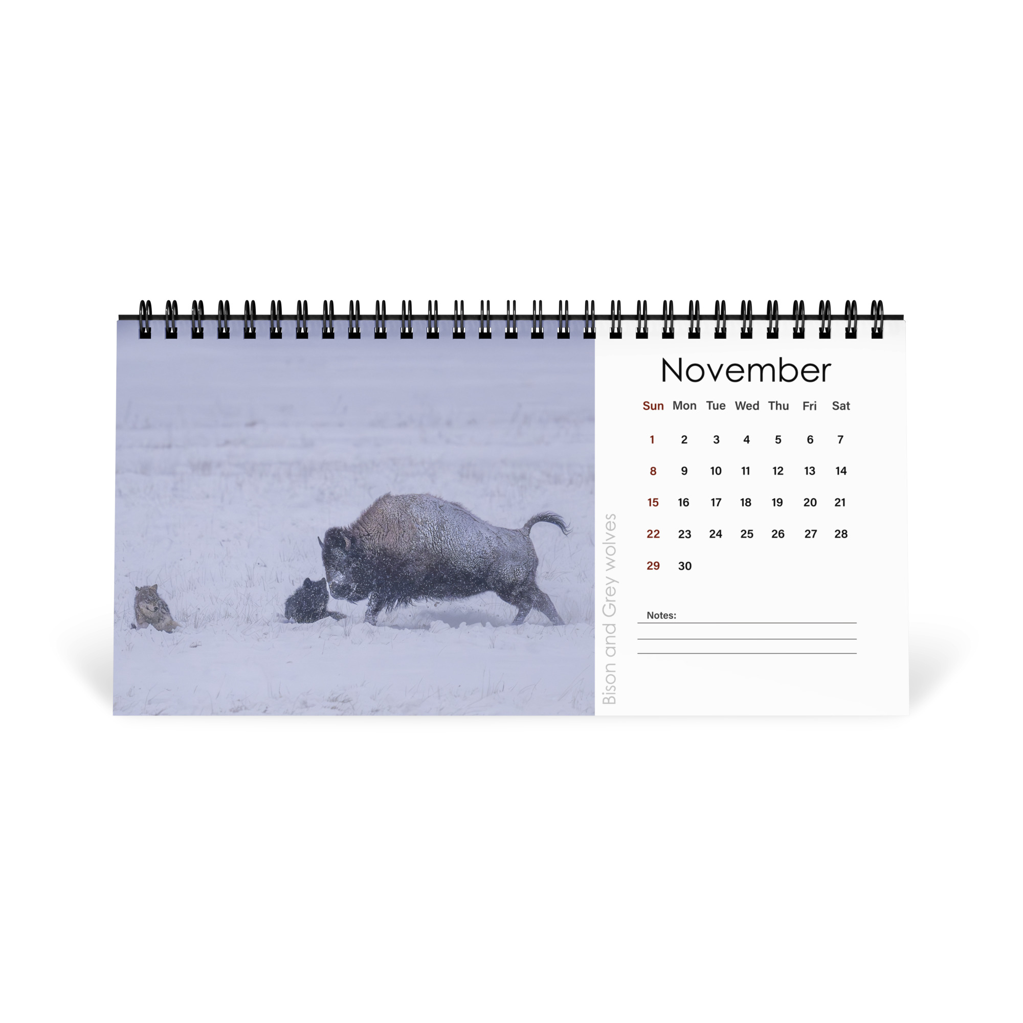 2026 Desk Calendar with high resolution images of Birds and Mammals in their natural habitat - Image 12