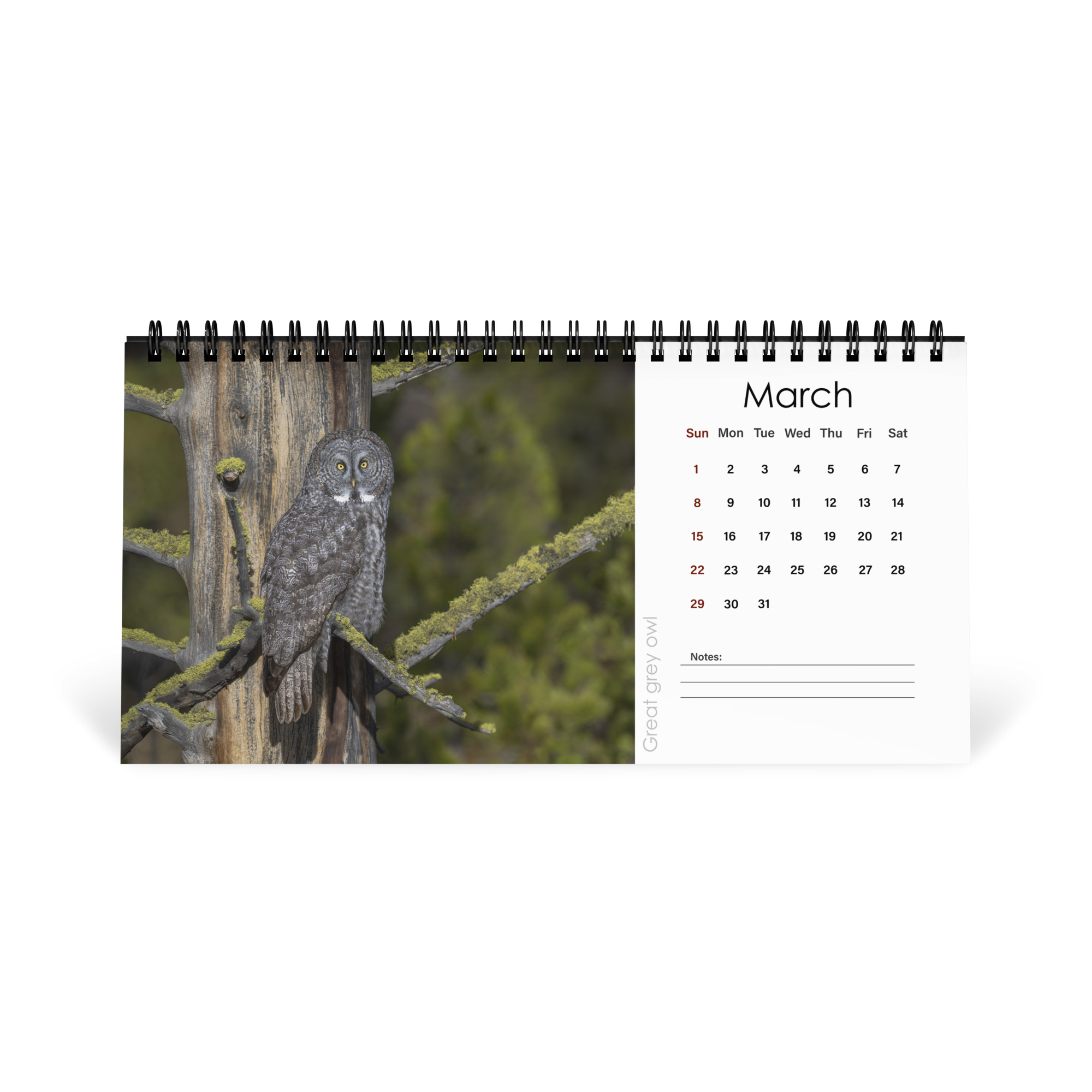 2026 Desk Calendar with high resolution images of Birds and Mammals in their natural habitat - Image 4