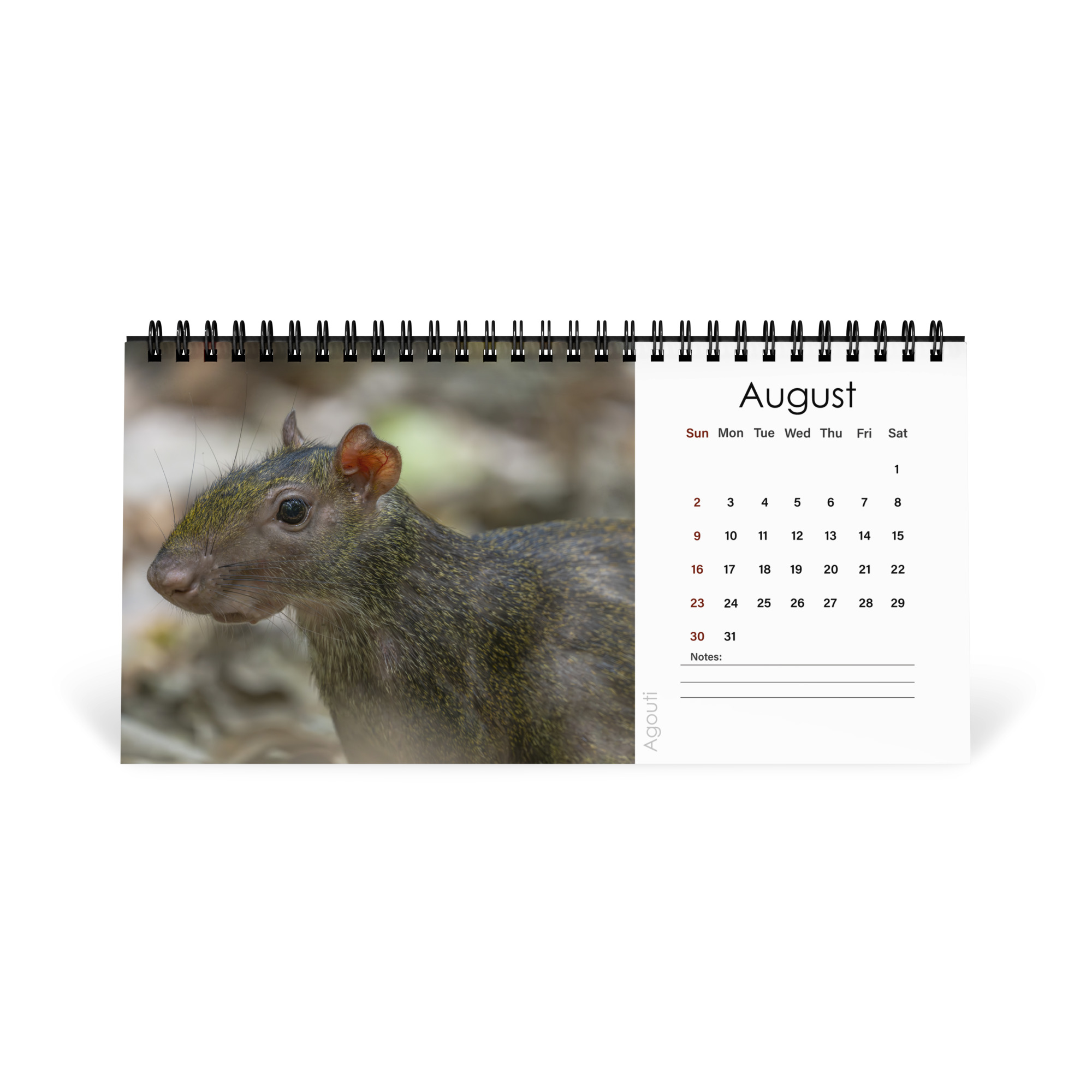 2026 Desk Calendar with high resolution images of Birds and Mammals in their natural habitat - Image 9