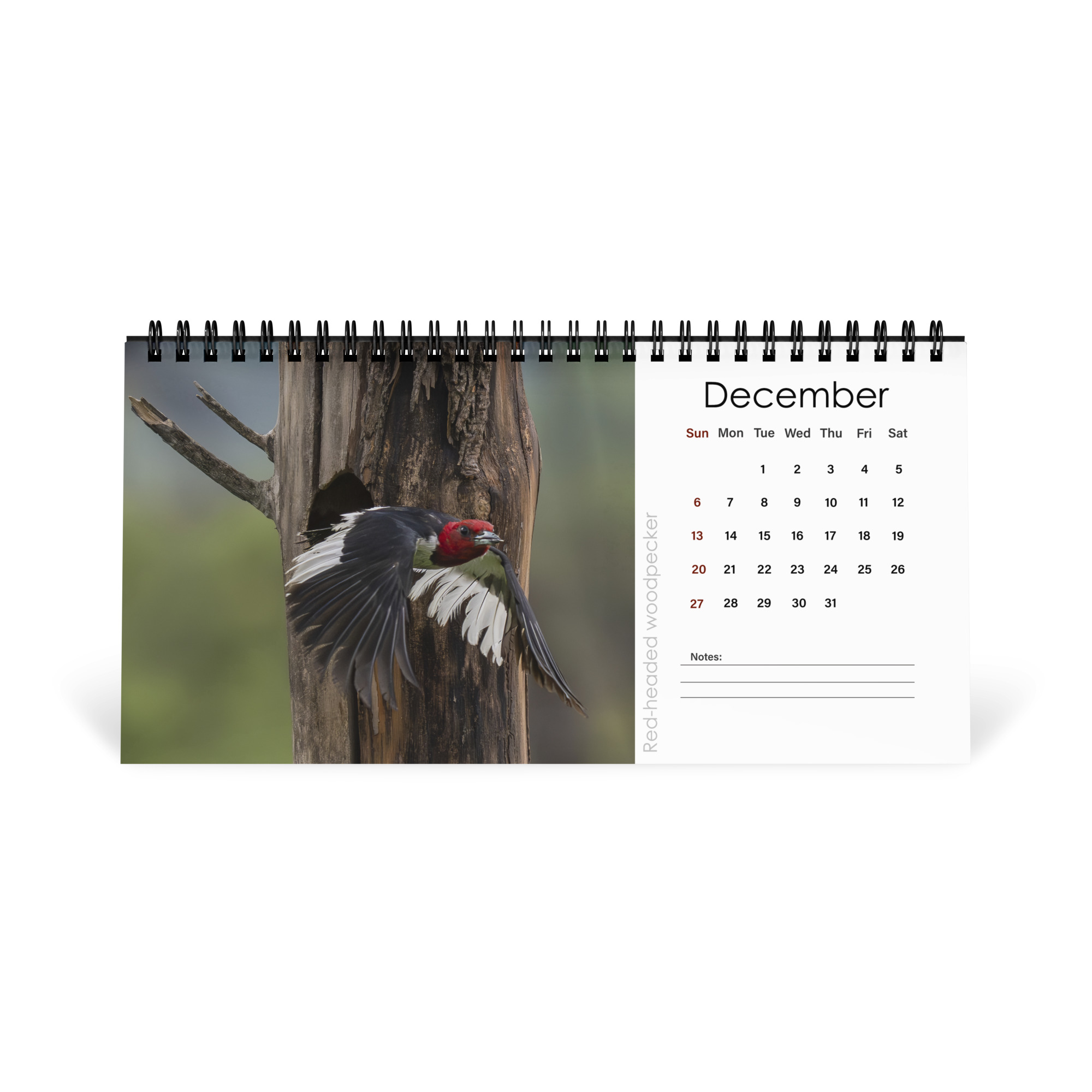2026 Desk Calendar with high resolution images of Birds and Mammals in their natural habitat - Image 13