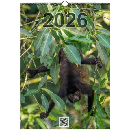 2026 Wall Calendar with high resolution images of Birds and Mammals in their natural habitat