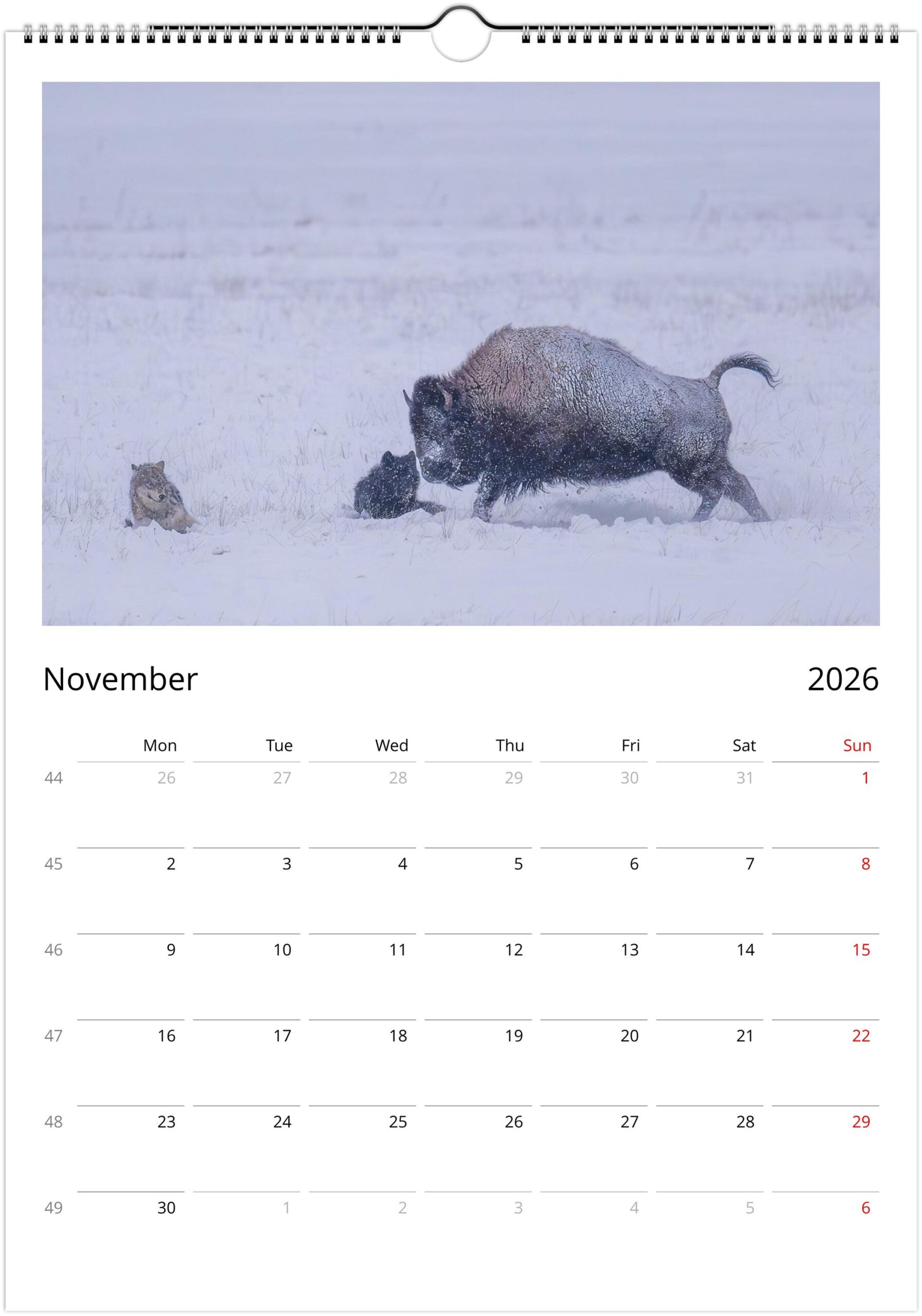 2026 Wall Calendar with high resolution images of Birds and Mammals in their natural habitat - Image 12