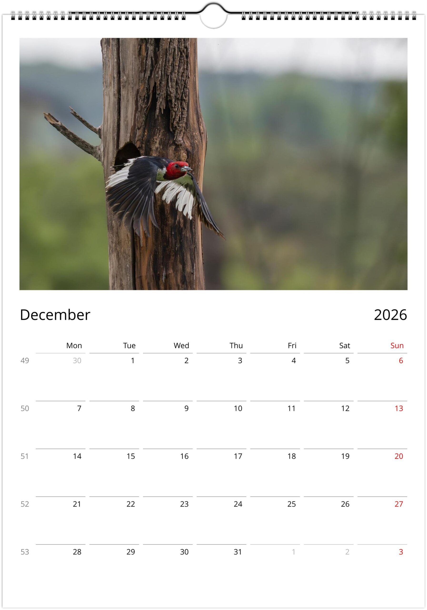 2026 Wall Calendar with high resolution images of Birds and Mammals in their natural habitat - Image 13