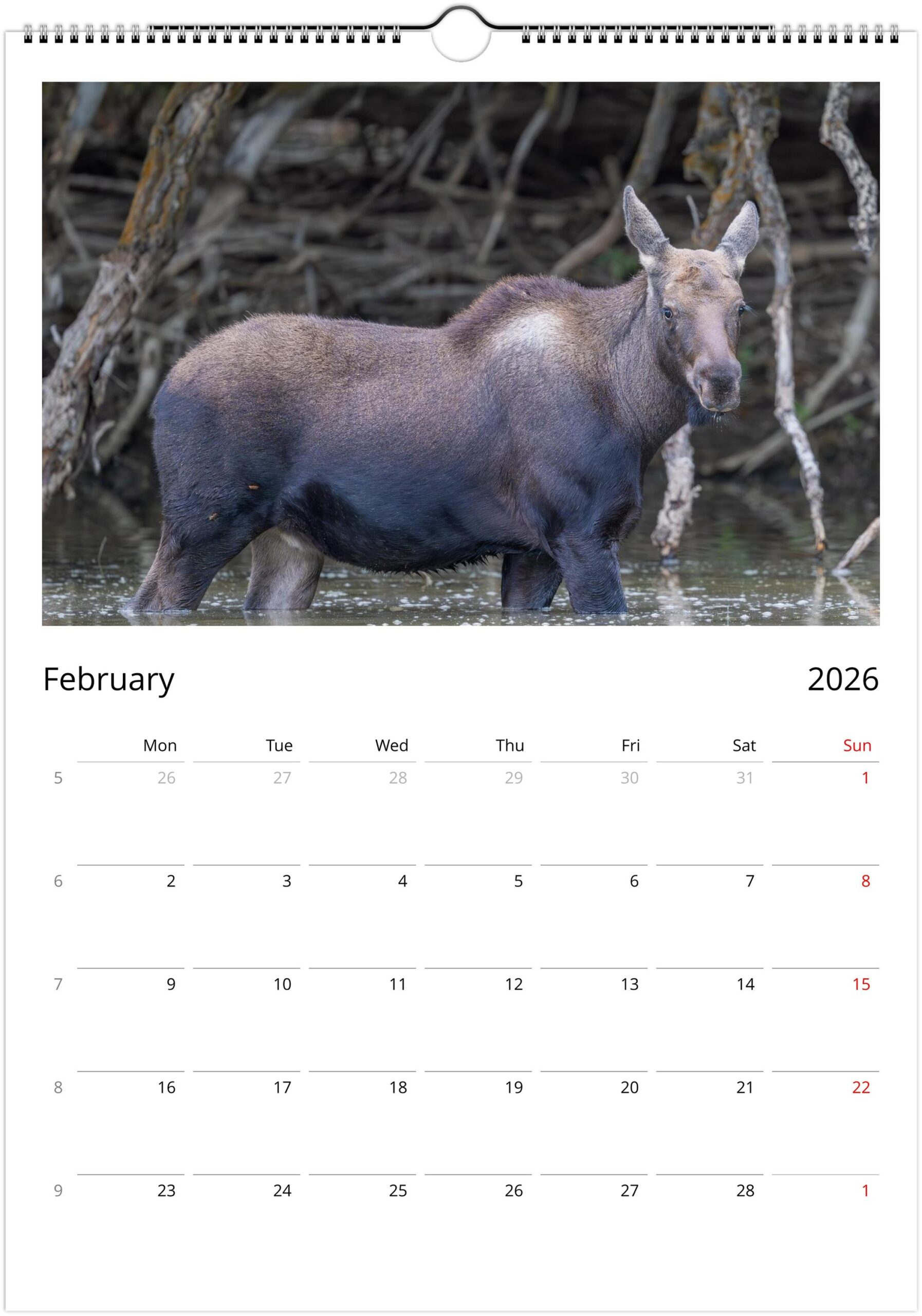 2026 Wall Calendar with high resolution images of Birds and Mammals in their natural habitat - Image 3