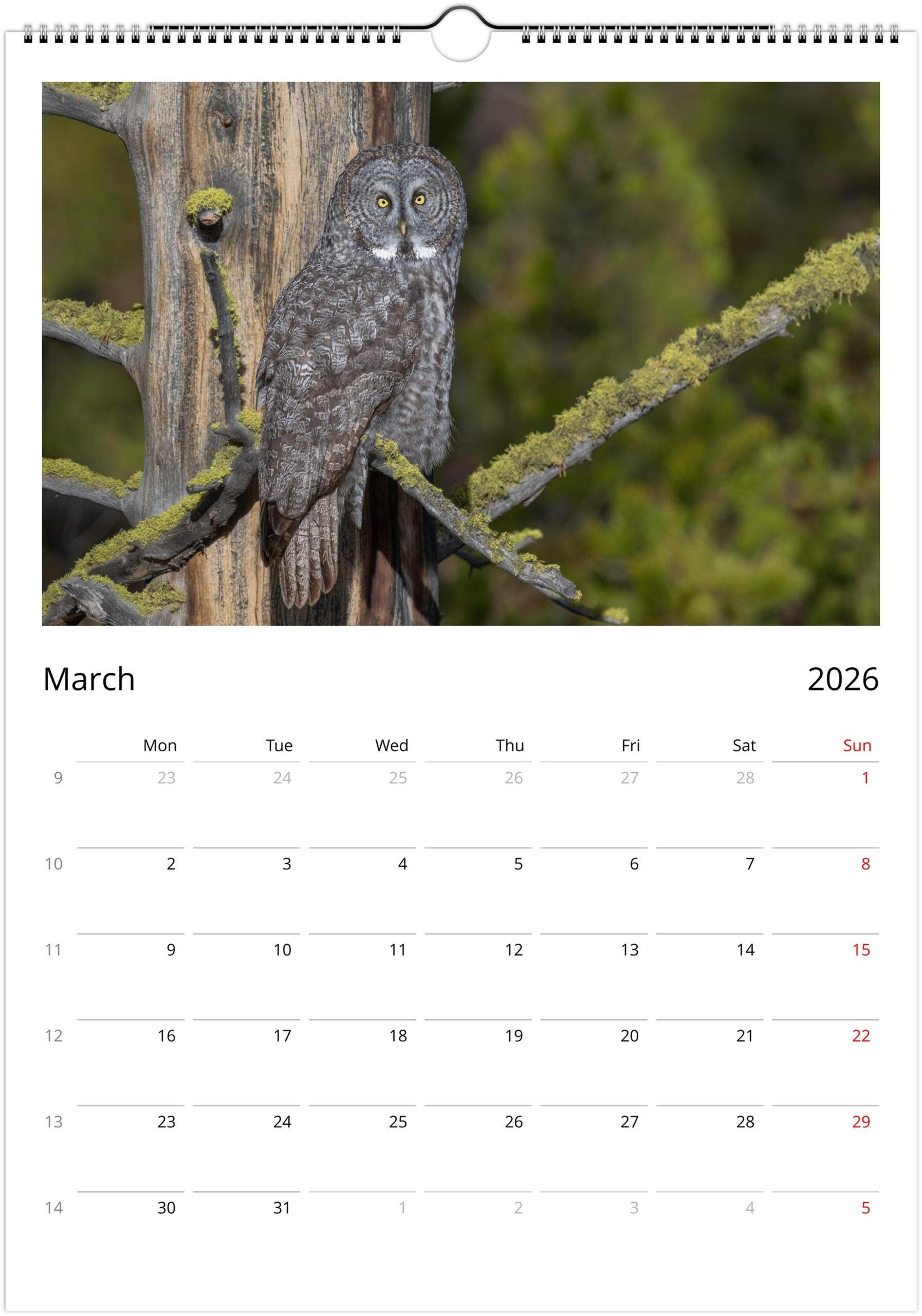 2026 Wall Calendar with high resolution images of Birds and Mammals in their natural habitat - Image 4
