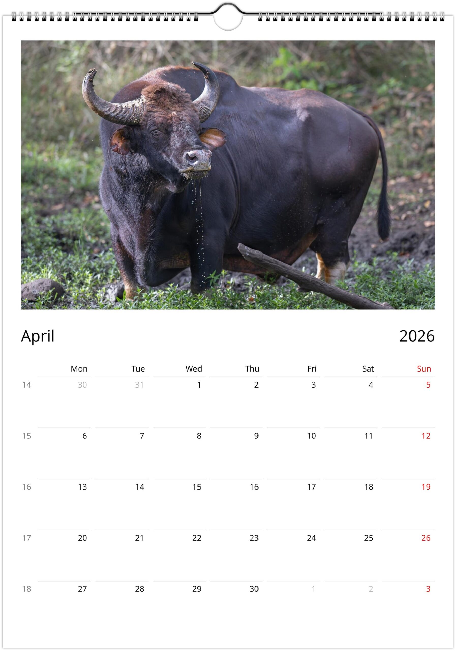 2026 Wall Calendar with high resolution images of Birds and Mammals in their natural habitat - Image 5