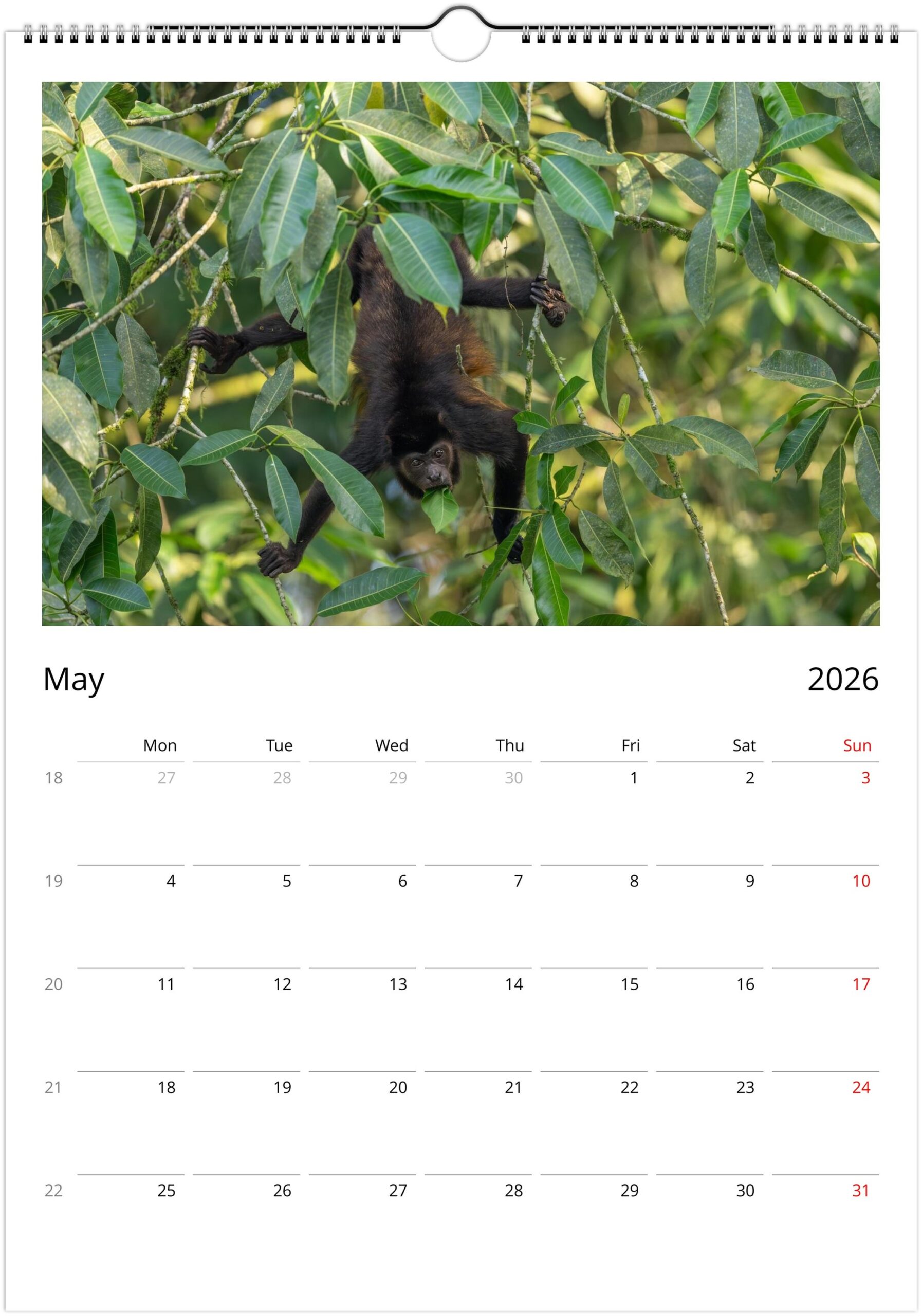 2026 Wall Calendar with high resolution images of Birds and Mammals in their natural habitat - Image 6