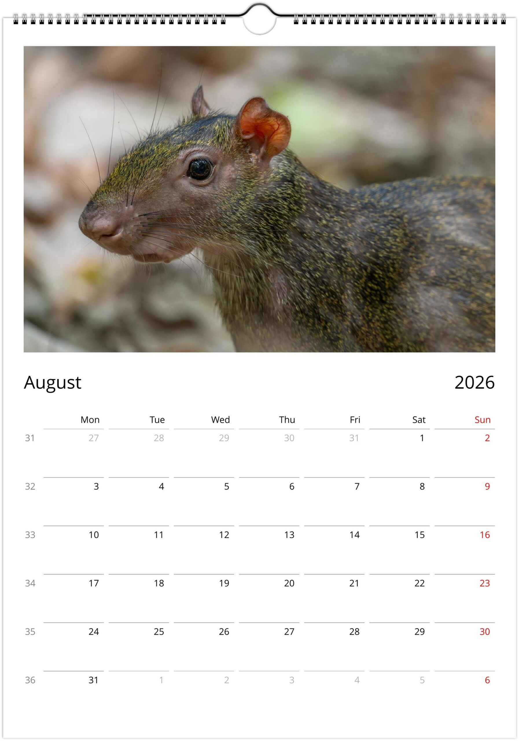 2026 Wall Calendar with high resolution images of Birds and Mammals in their natural habitat - Image 9