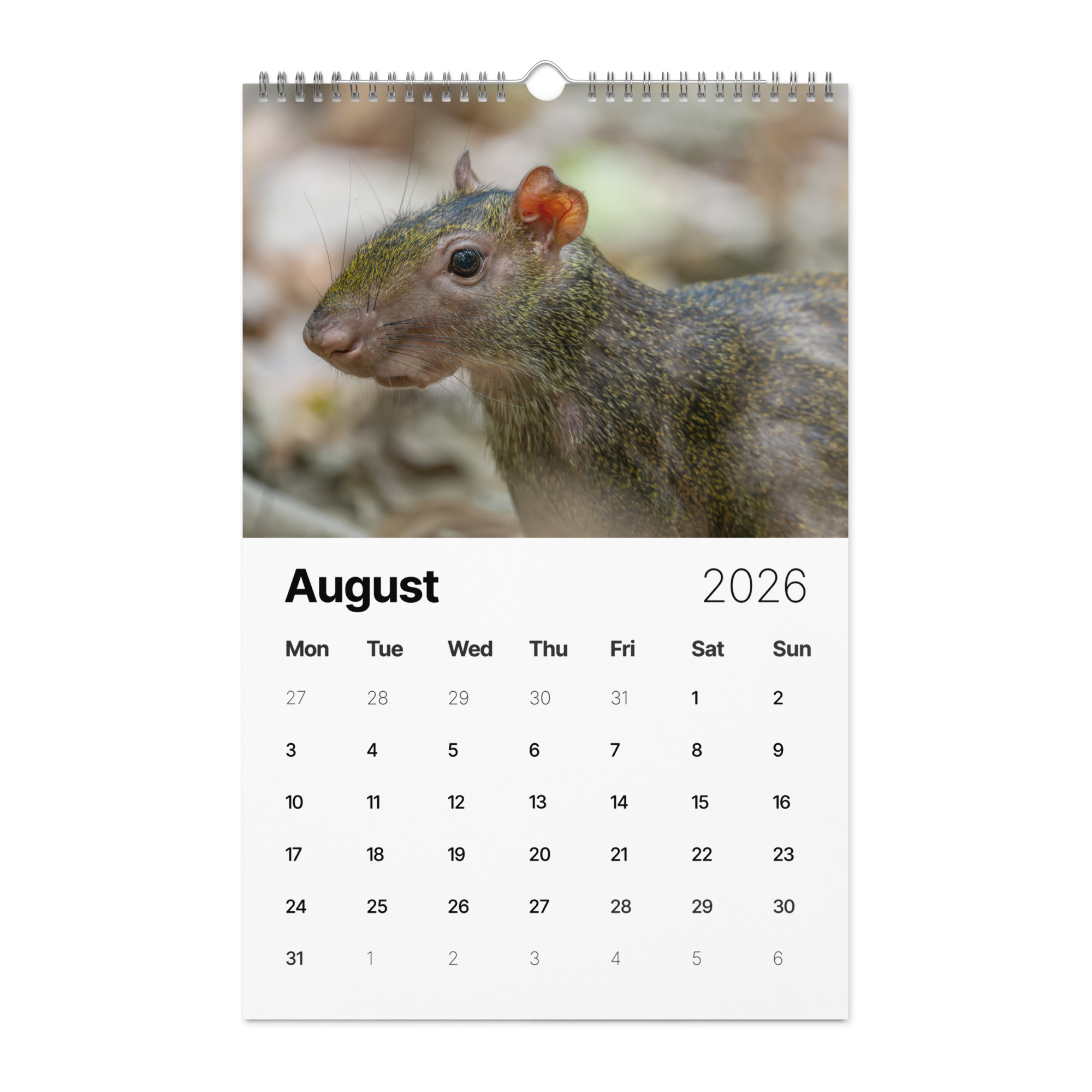 2026 Wall Calendar with high resolution images of Birds and Mammals in their natural habitat - Image 9