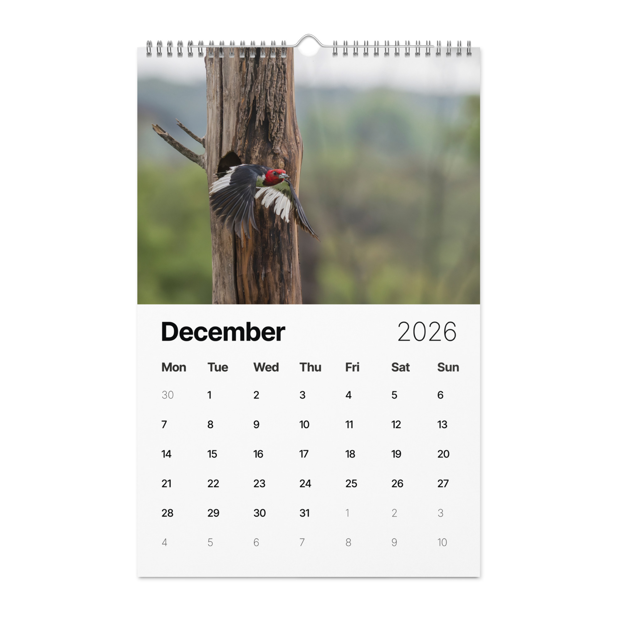 2026 Wall Calendar with high resolution images of Birds and Mammals in their natural habitat - Image 13
