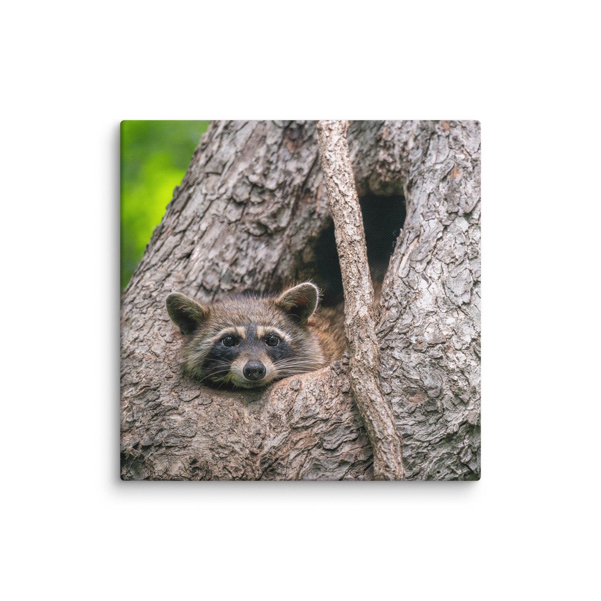 Curious Mama Racoon guarding its den! Canvas - Image 2