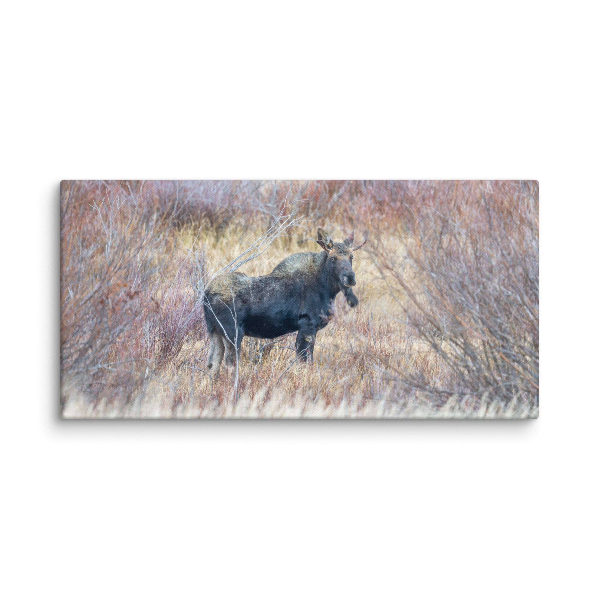 Moose Amidst Autumn Shrubs! Canvas - Image 2
