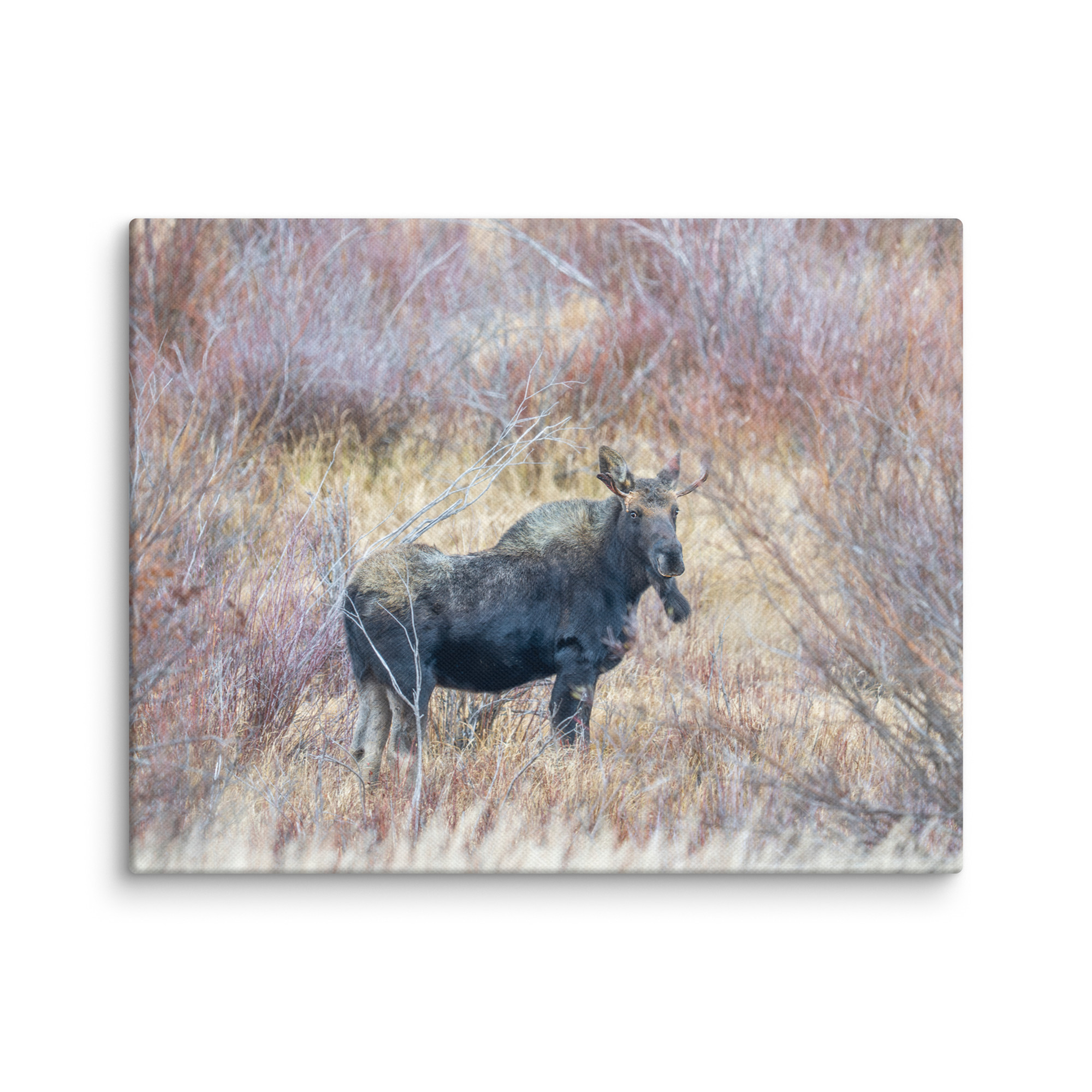 Moose Amidst Autumn Shrubs! Canvas - Image 3