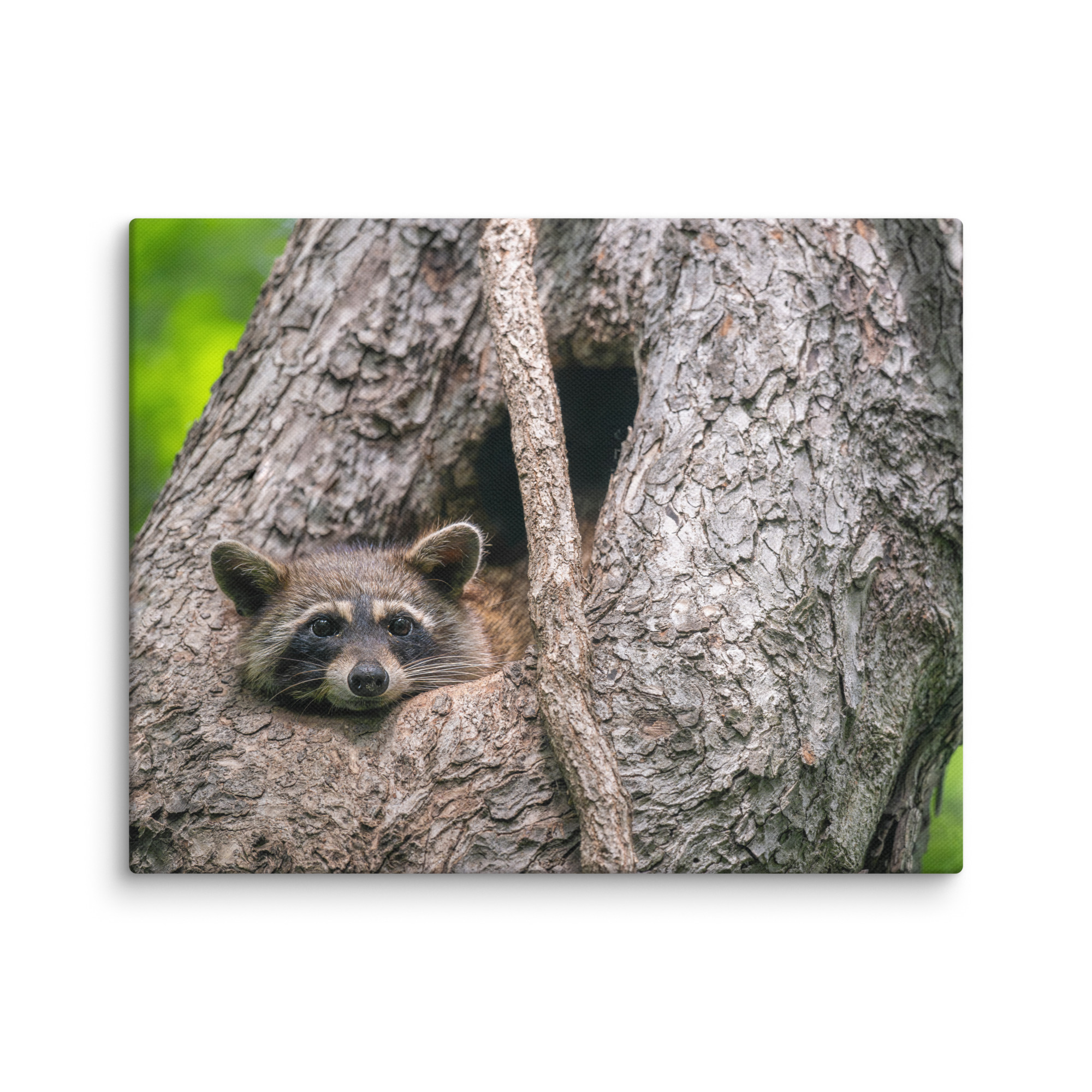 Curious Mama Racoon guarding its den! Canvas - Image 4