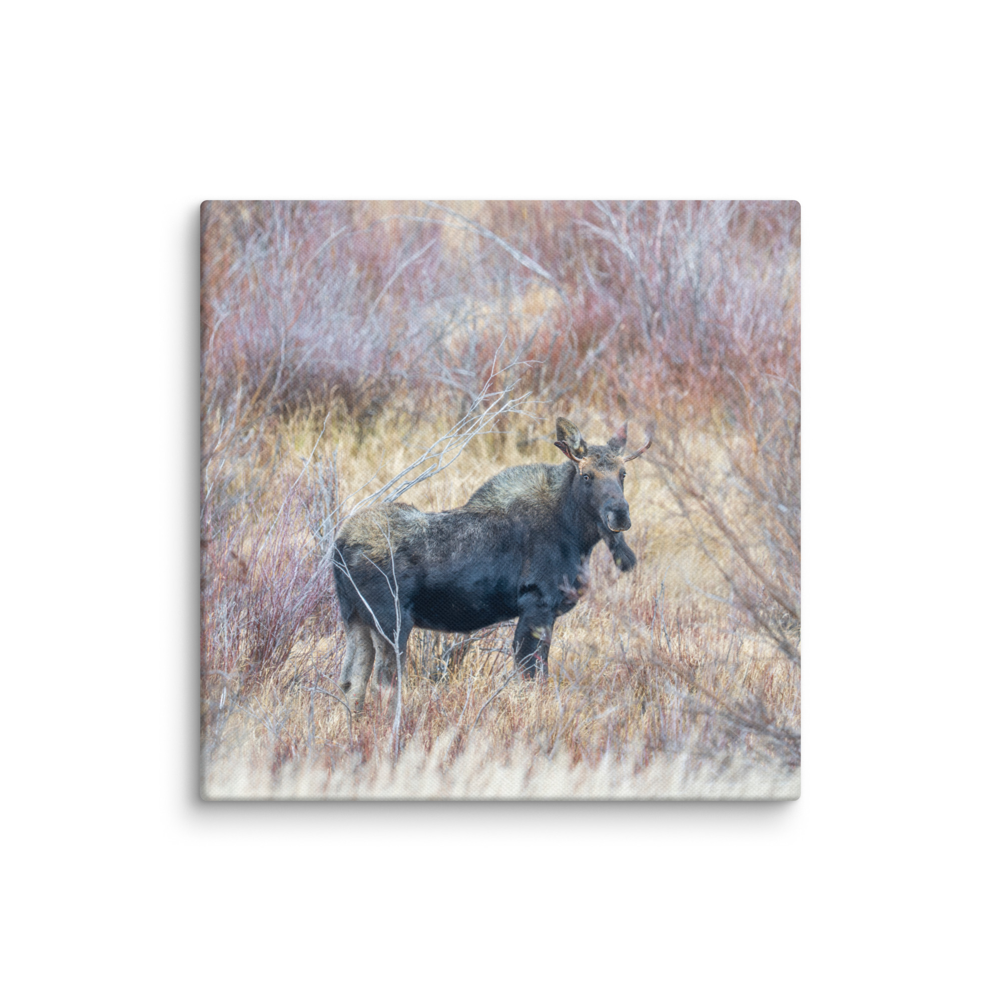 Moose Amidst Autumn Shrubs! Canvas - Image 14