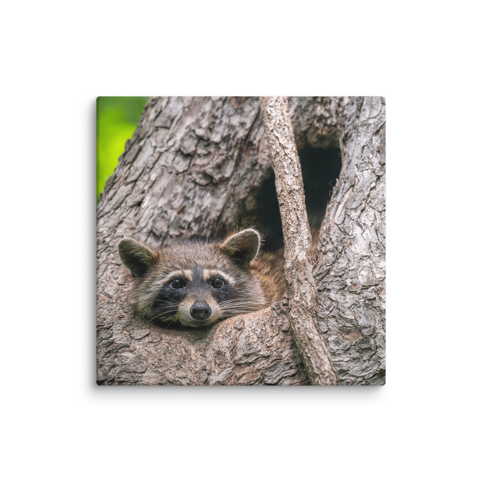 Curious Mama Racoon guarding its den! Canvas - Image 22