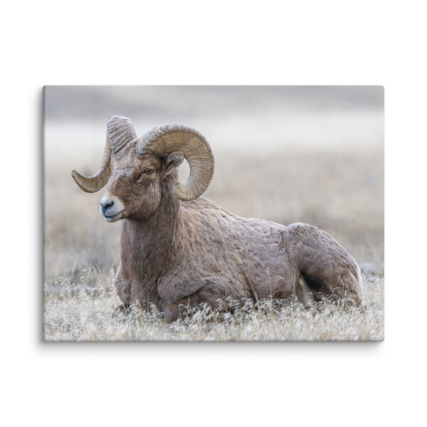 Relaxing Ram Big Horn Sheep! Canvas