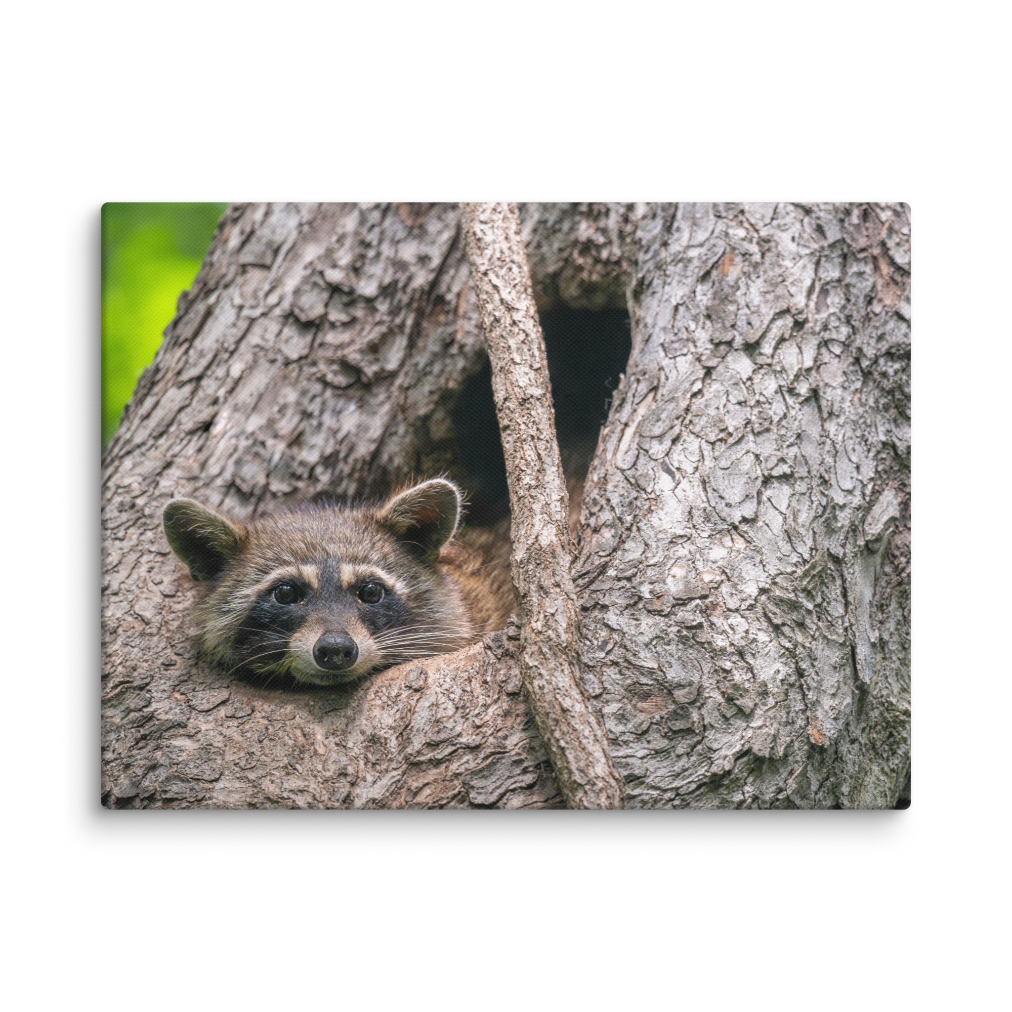 Curious Mama Racoon guarding its den! Canvas - Image 23